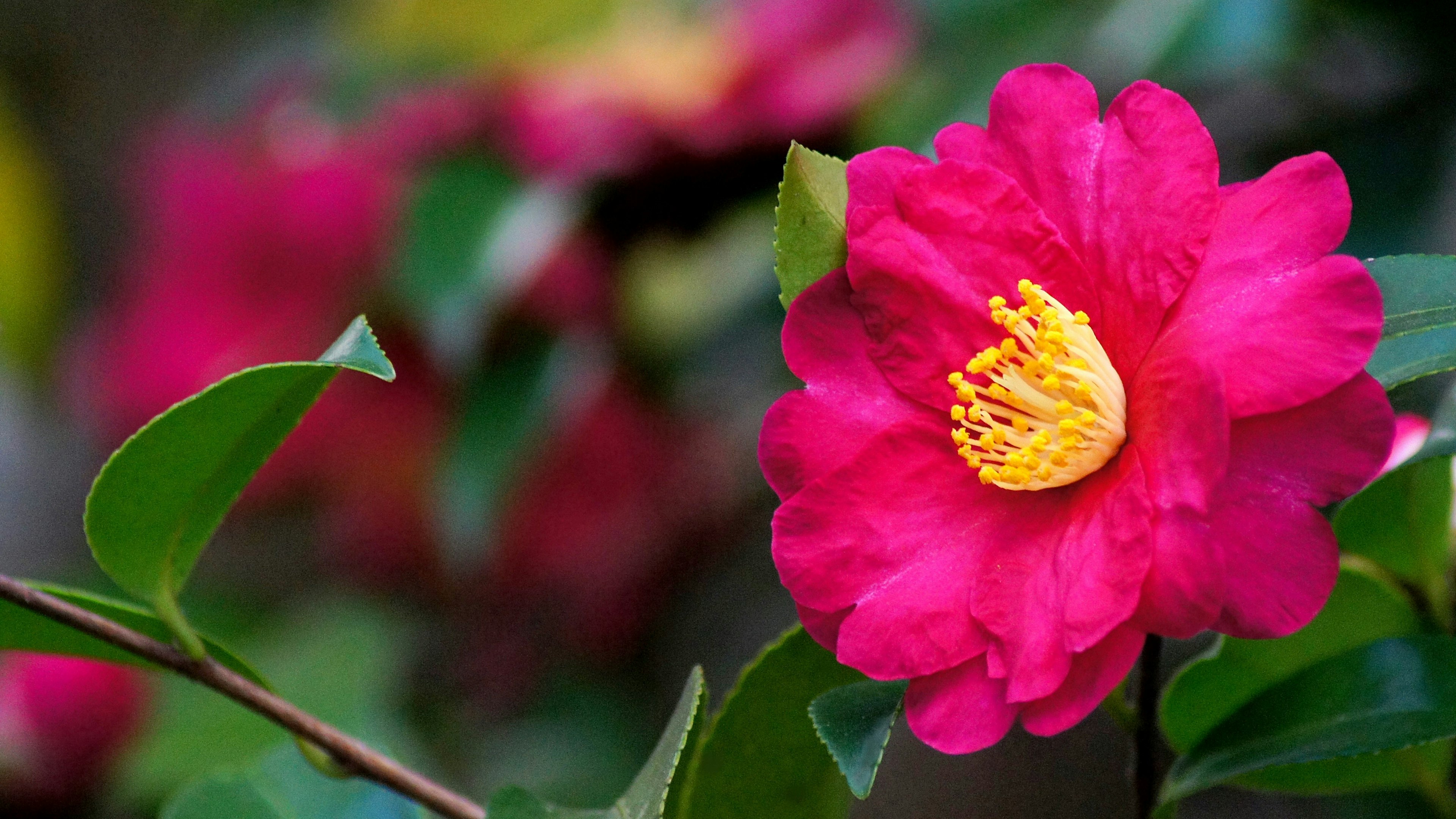 鮮やかなピンクの椿の花と緑の葉