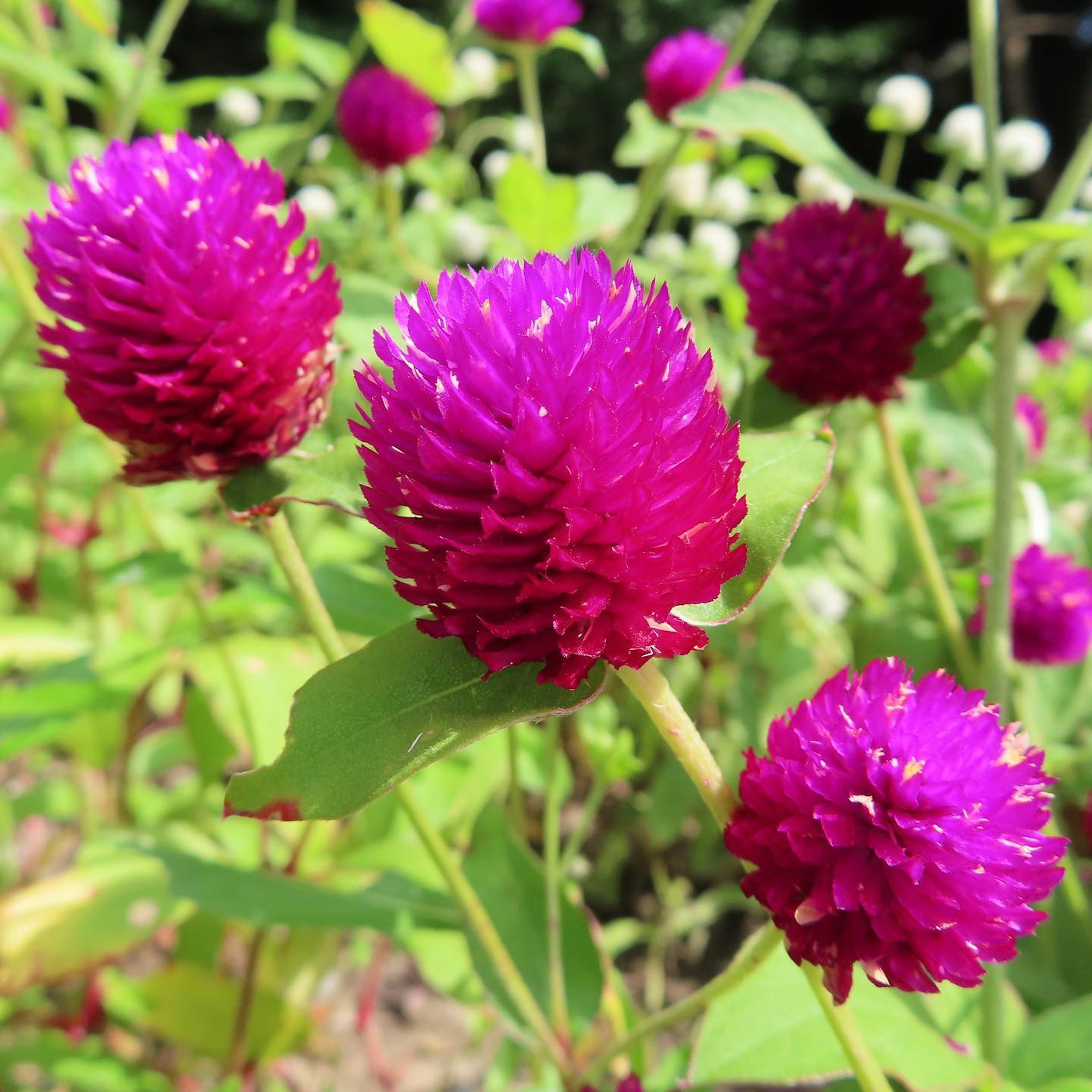 Leuchtend lila Kugelamarantblüten blühen vor grünem Hintergrund