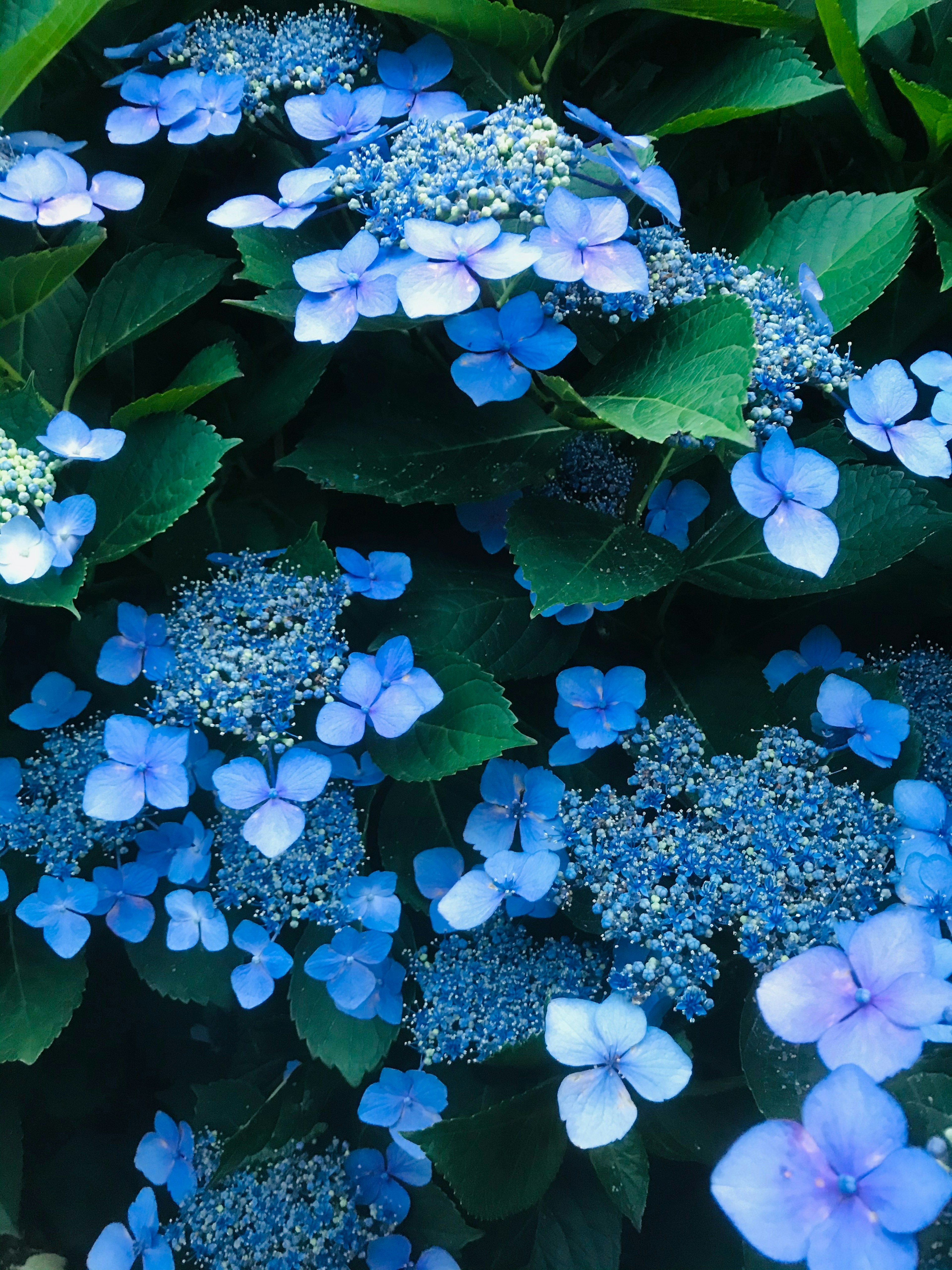 Schöne Landschaft mit blauen Hortensienblüten und überlappenden grünen Blättern