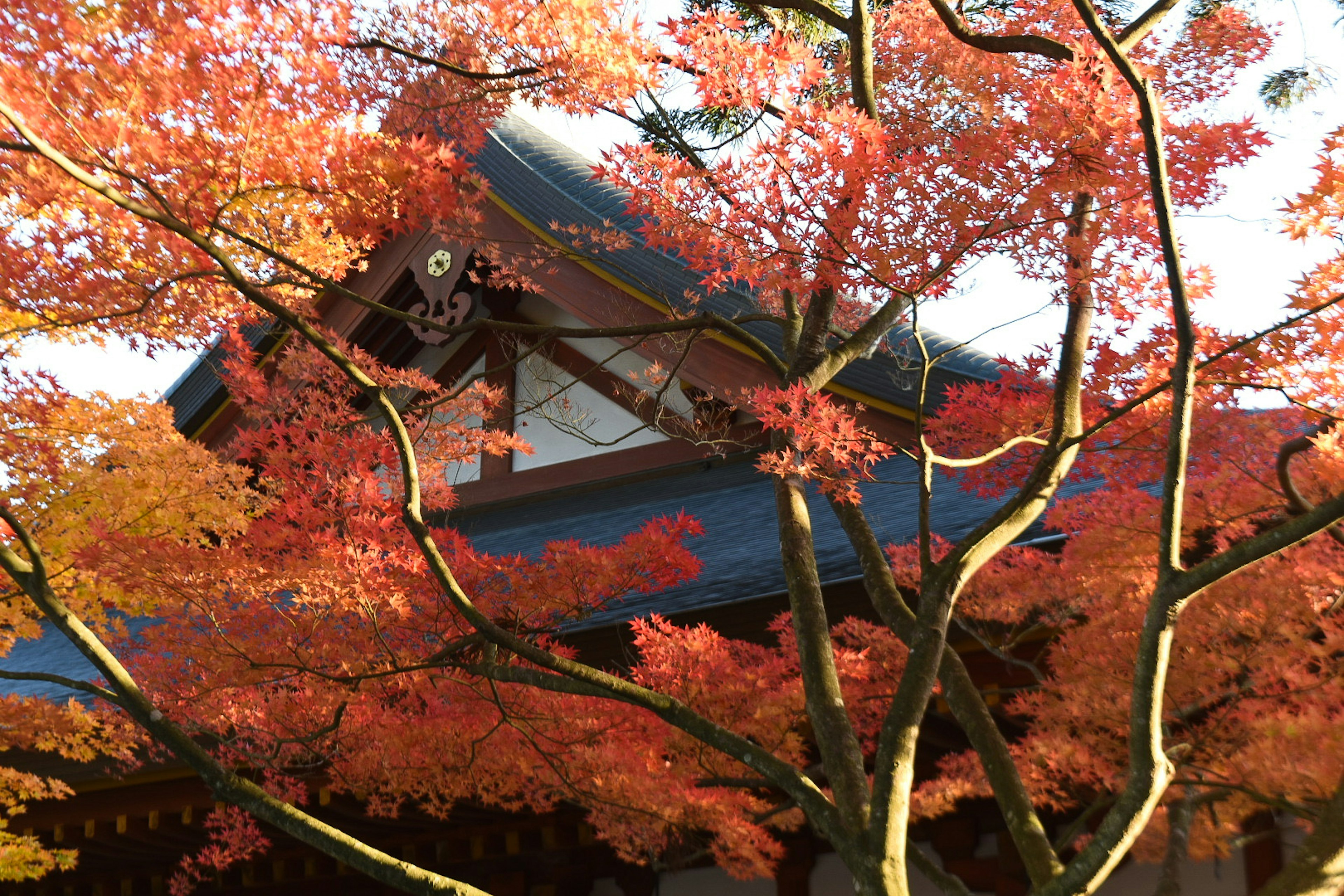 赤く色づいたもみじの木と伝統的な日本の建物の風景