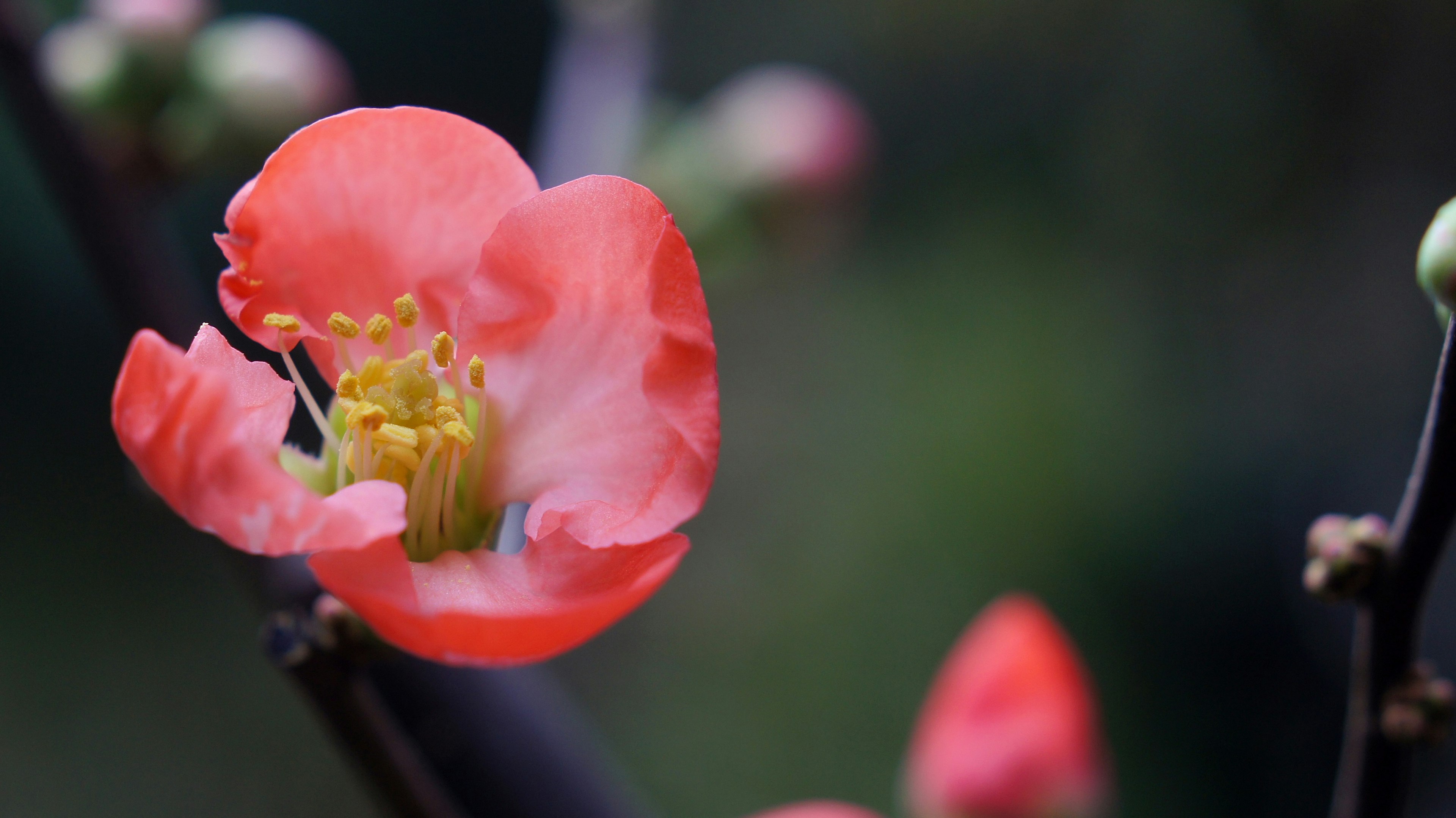 Close-up bunga pink cerah dengan latar belakang hijau