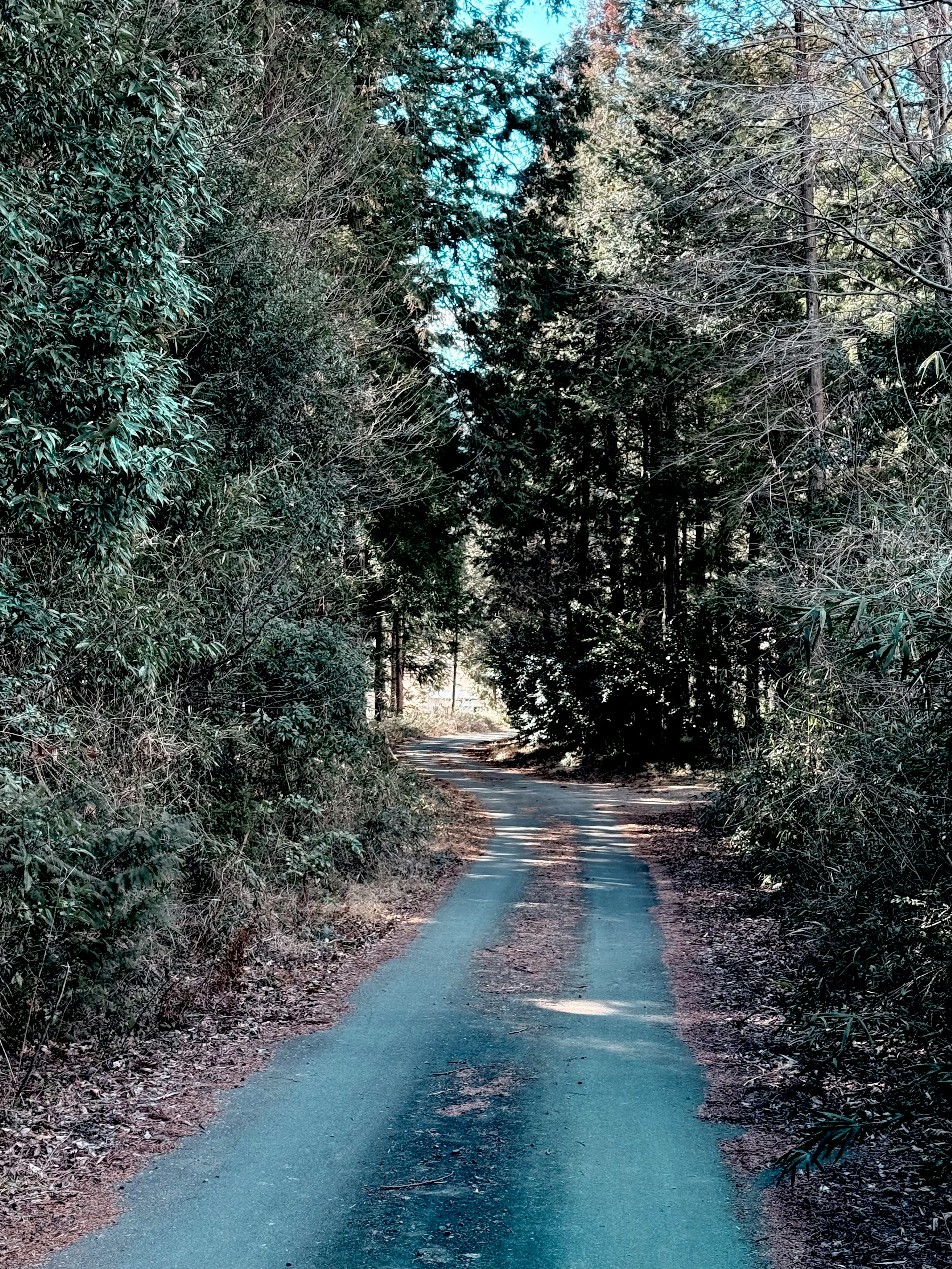 Un chemin tranquille entouré de verdure avec des arbres denses des deux côtés