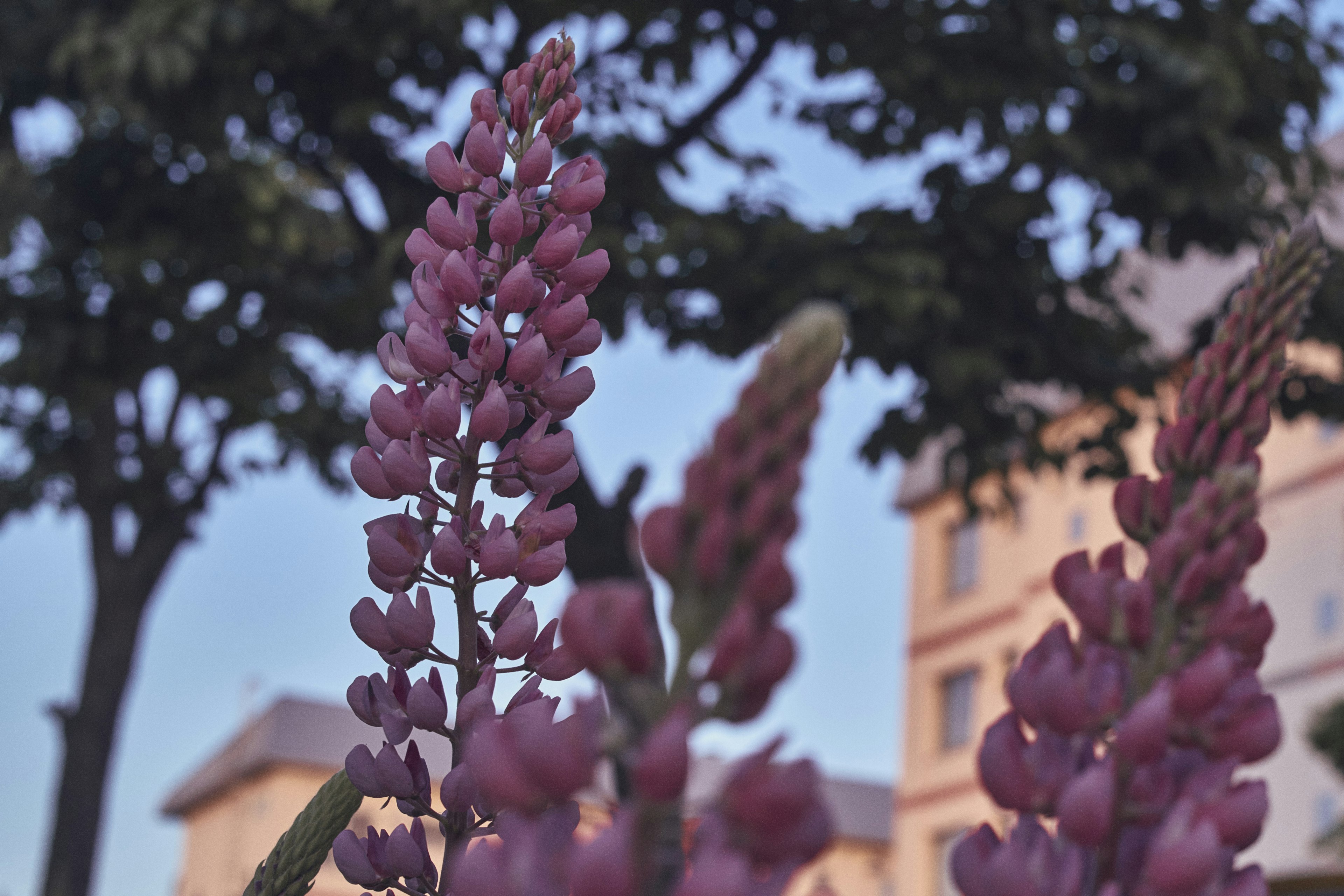 Acercamiento de flores de lupino morado con árboles y un edificio al fondo