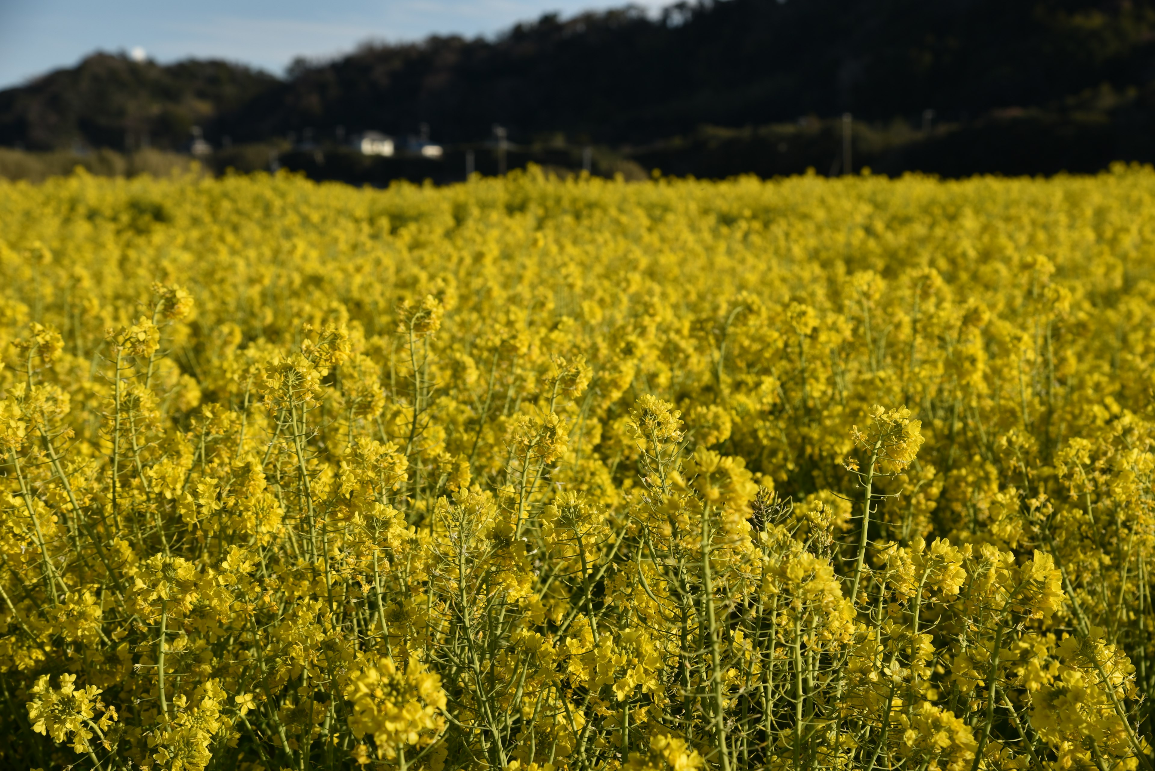 Ladang bunga rapeseed kuning yang hidup di bawah langit cerah