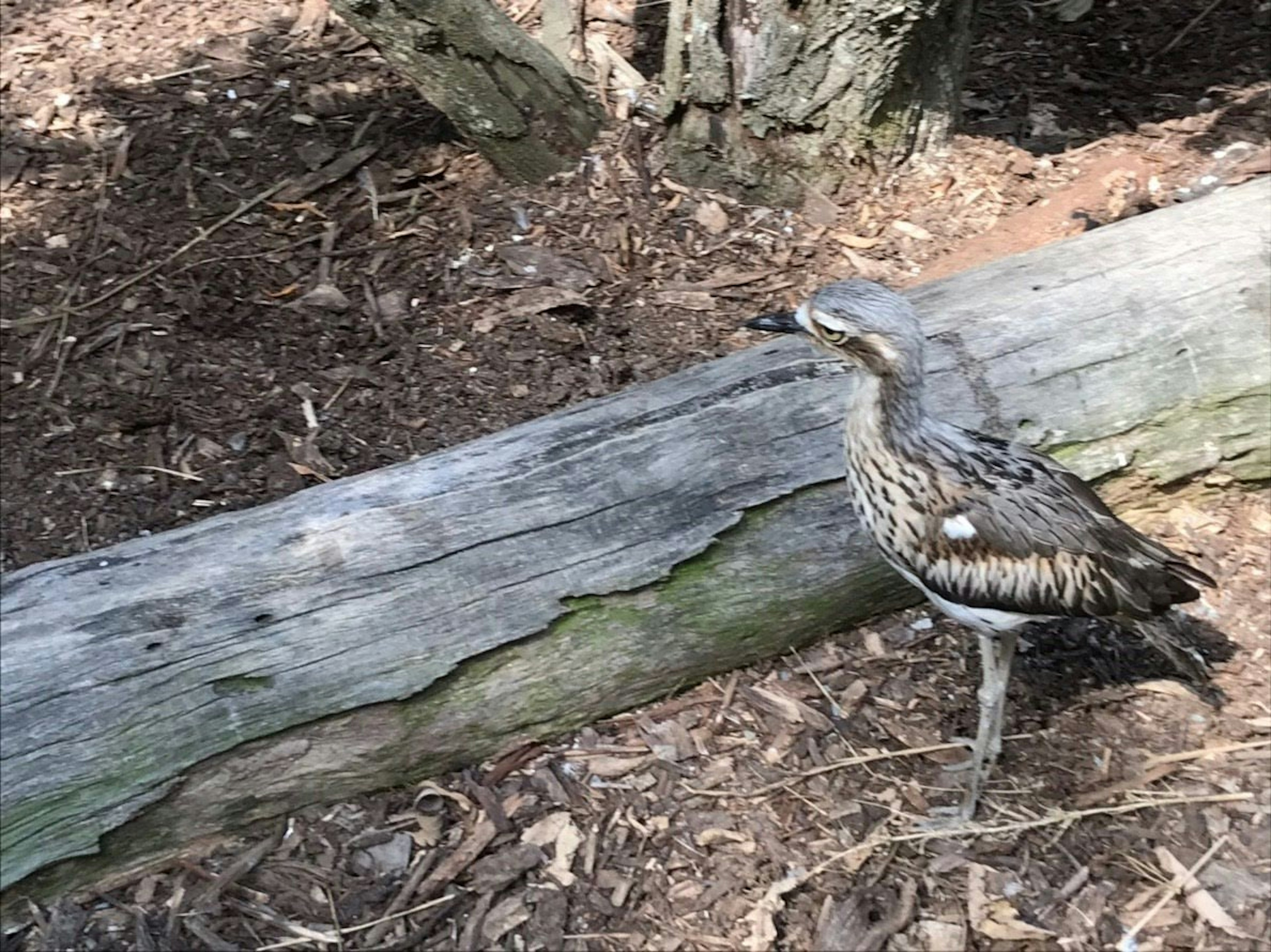 A bird standing on a log with trees in the background