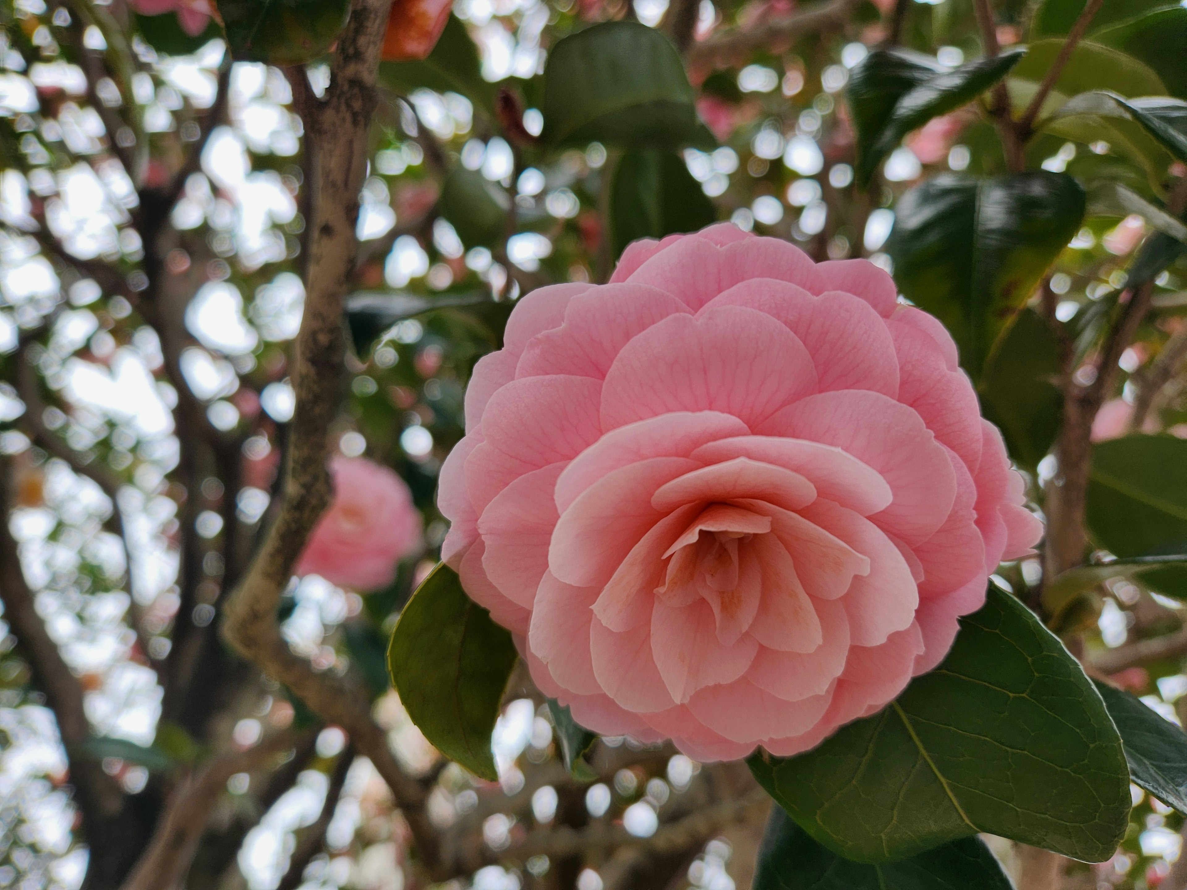 A vibrant pink camellia flower blooming