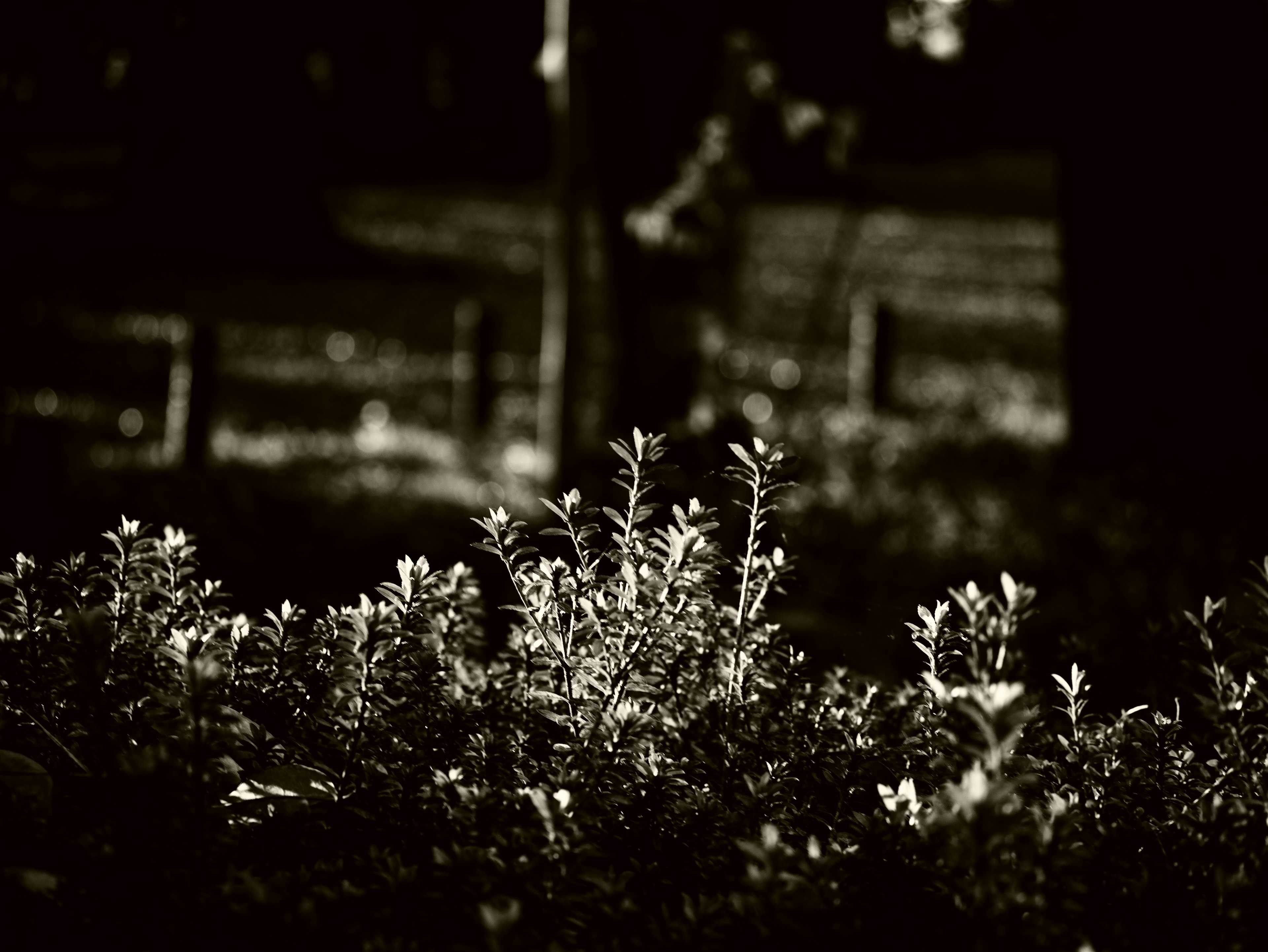 Green plants illuminated against a dark background