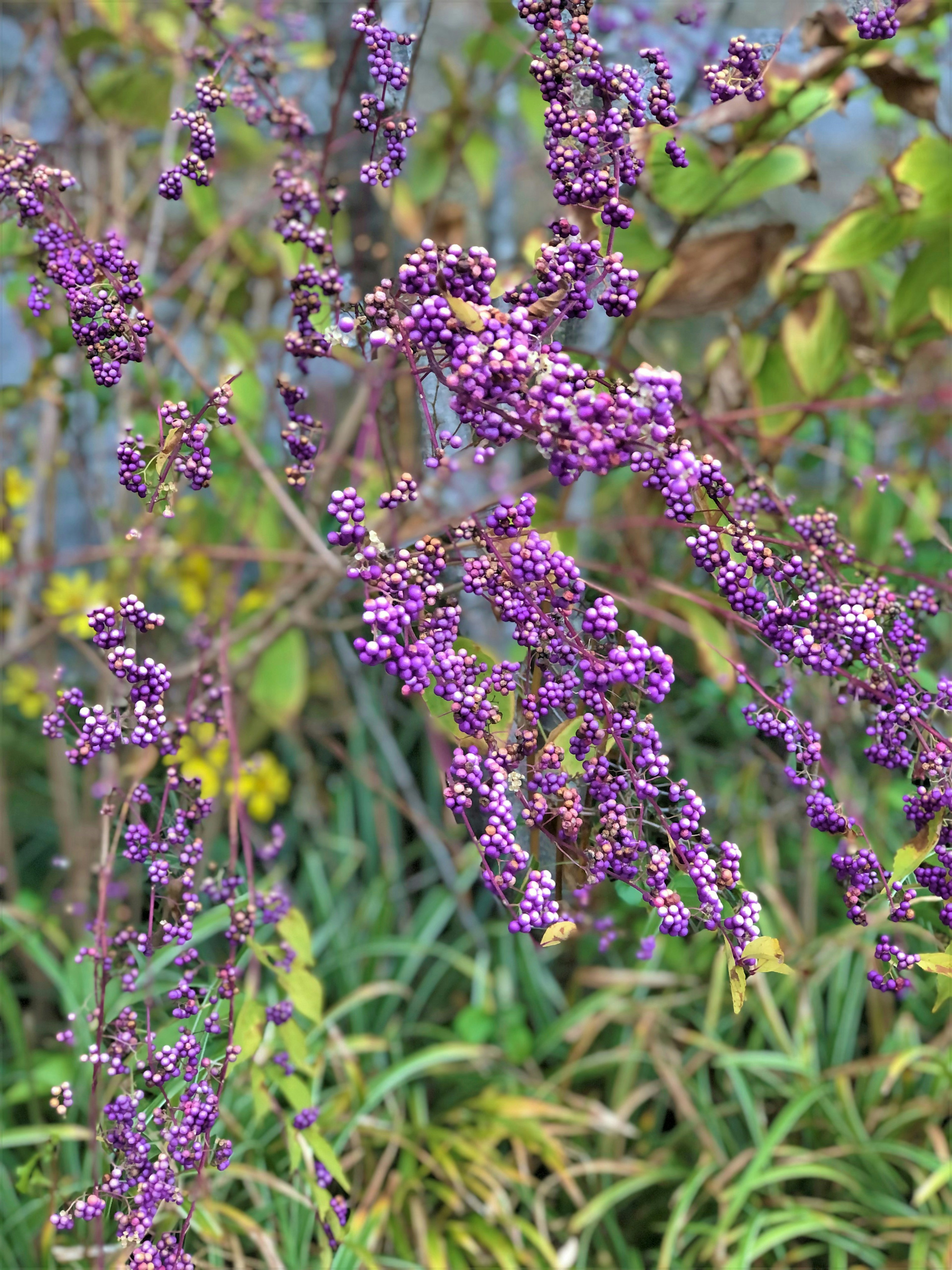 Branches de fleurs violettes avec des feuilles vertes