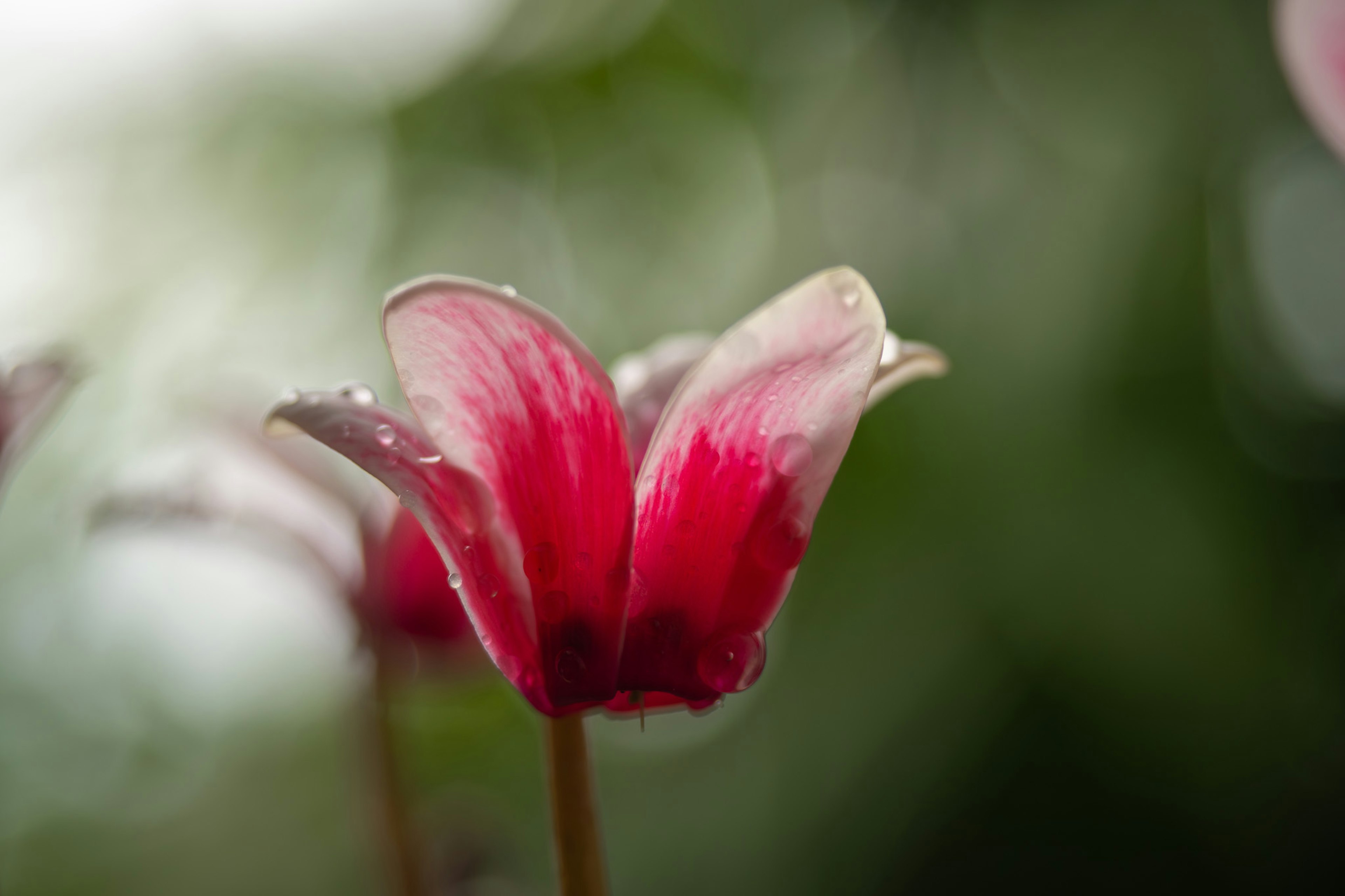 Gros plan d'une fleur de cyclamen avec des pétales rouges et blancs