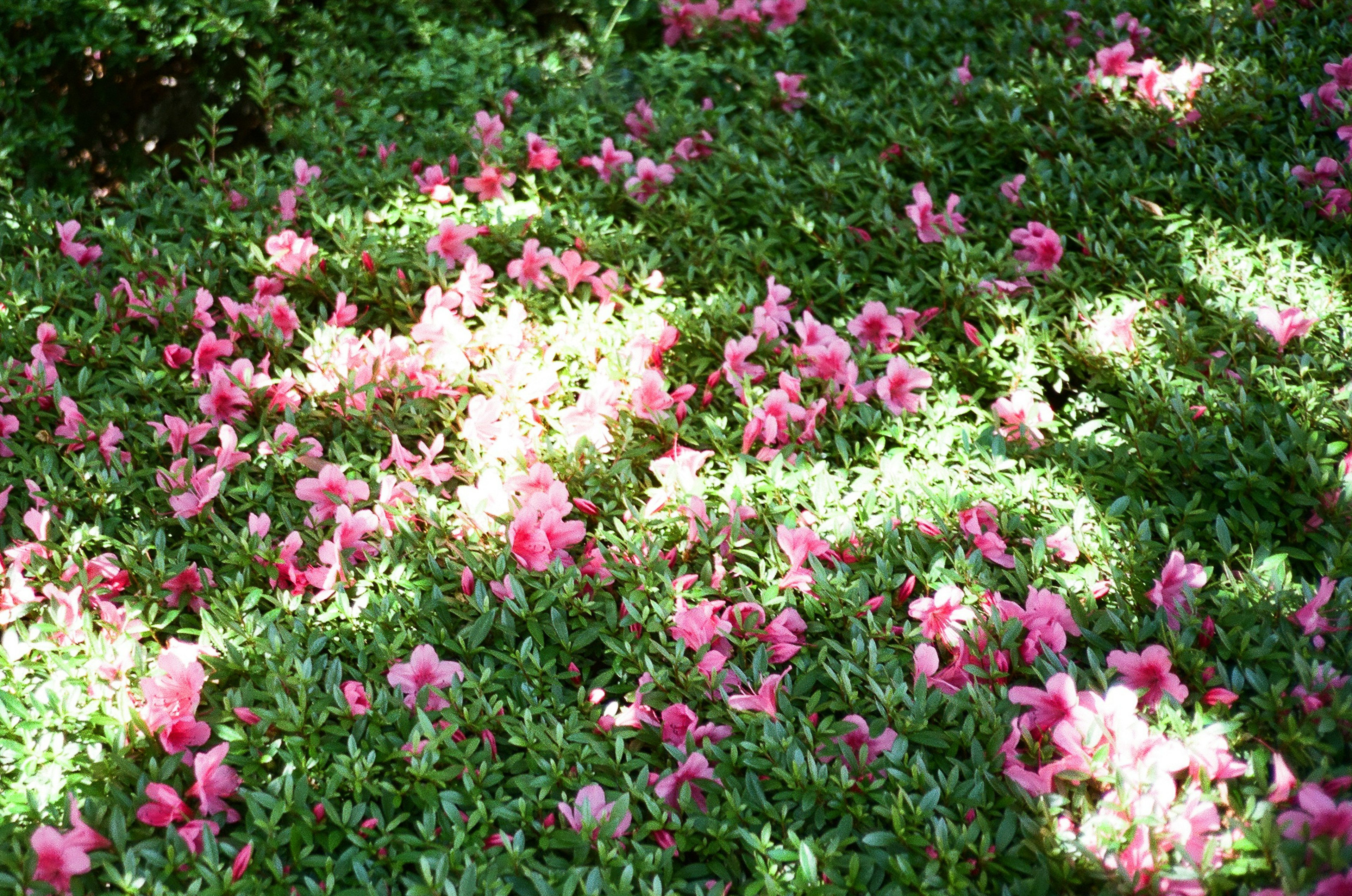 緑の葉の中に咲くピンクの花々と光の模様