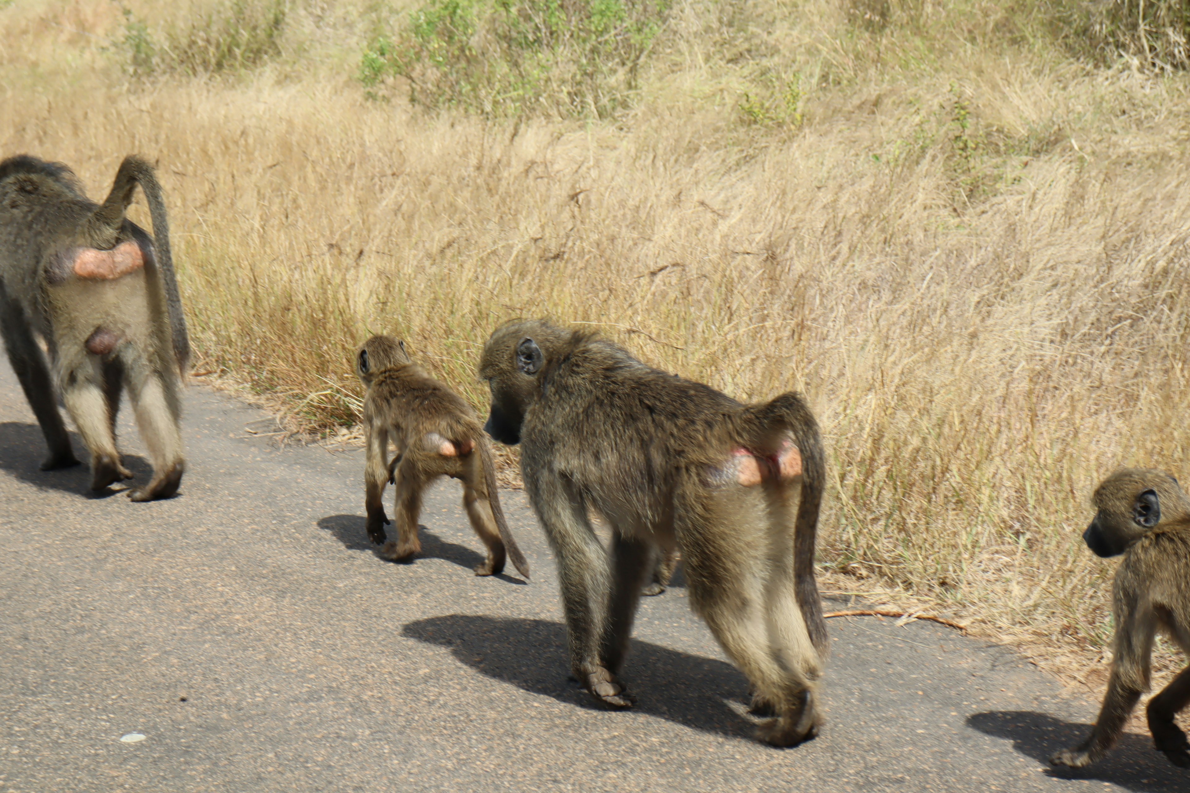 Một nhóm khỉ baboon đi bộ trên đường cùng với con non của chúng