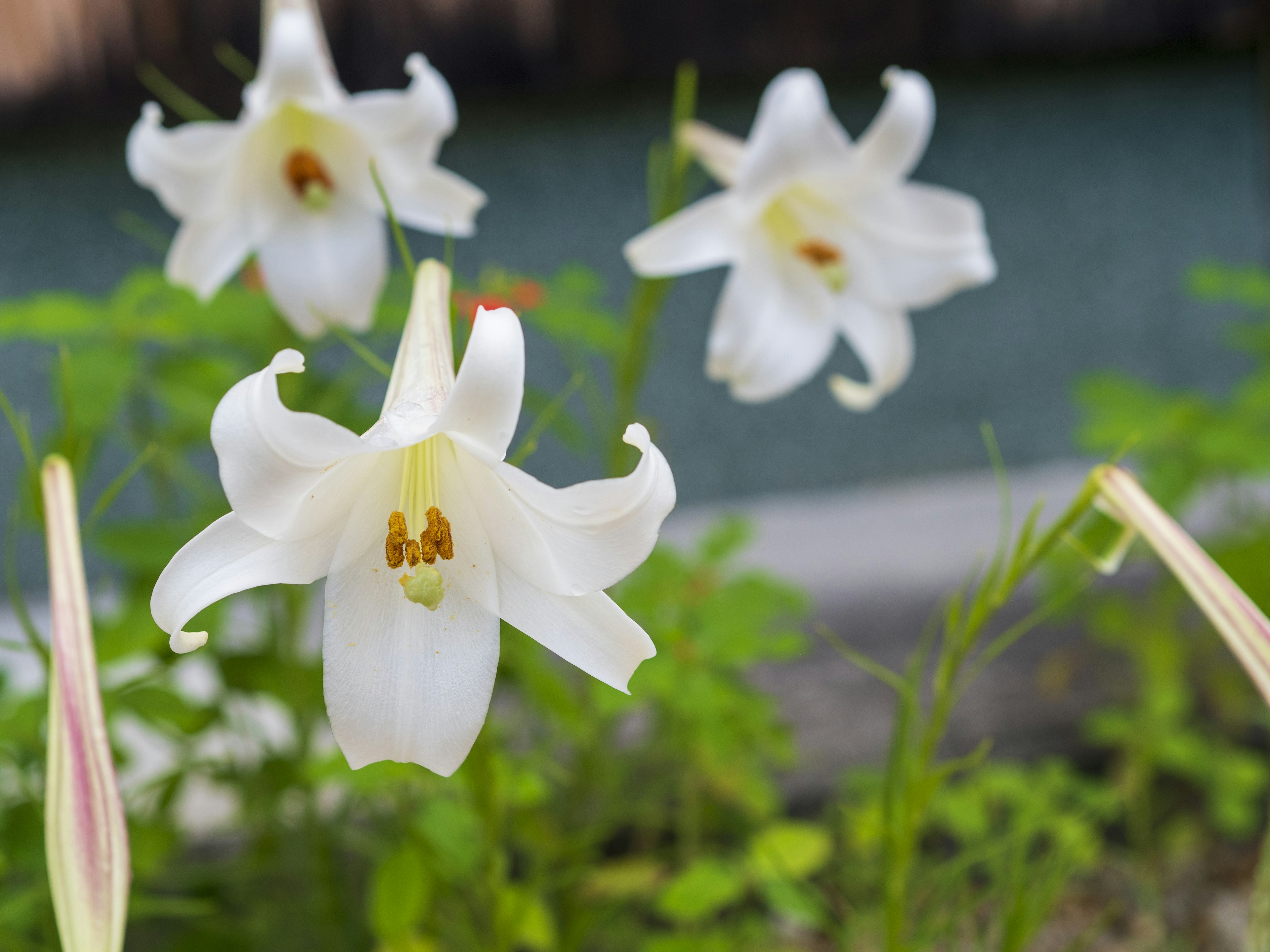 Sekelompok bunga lily putih mekar dikelilingi oleh dedaunan hijau