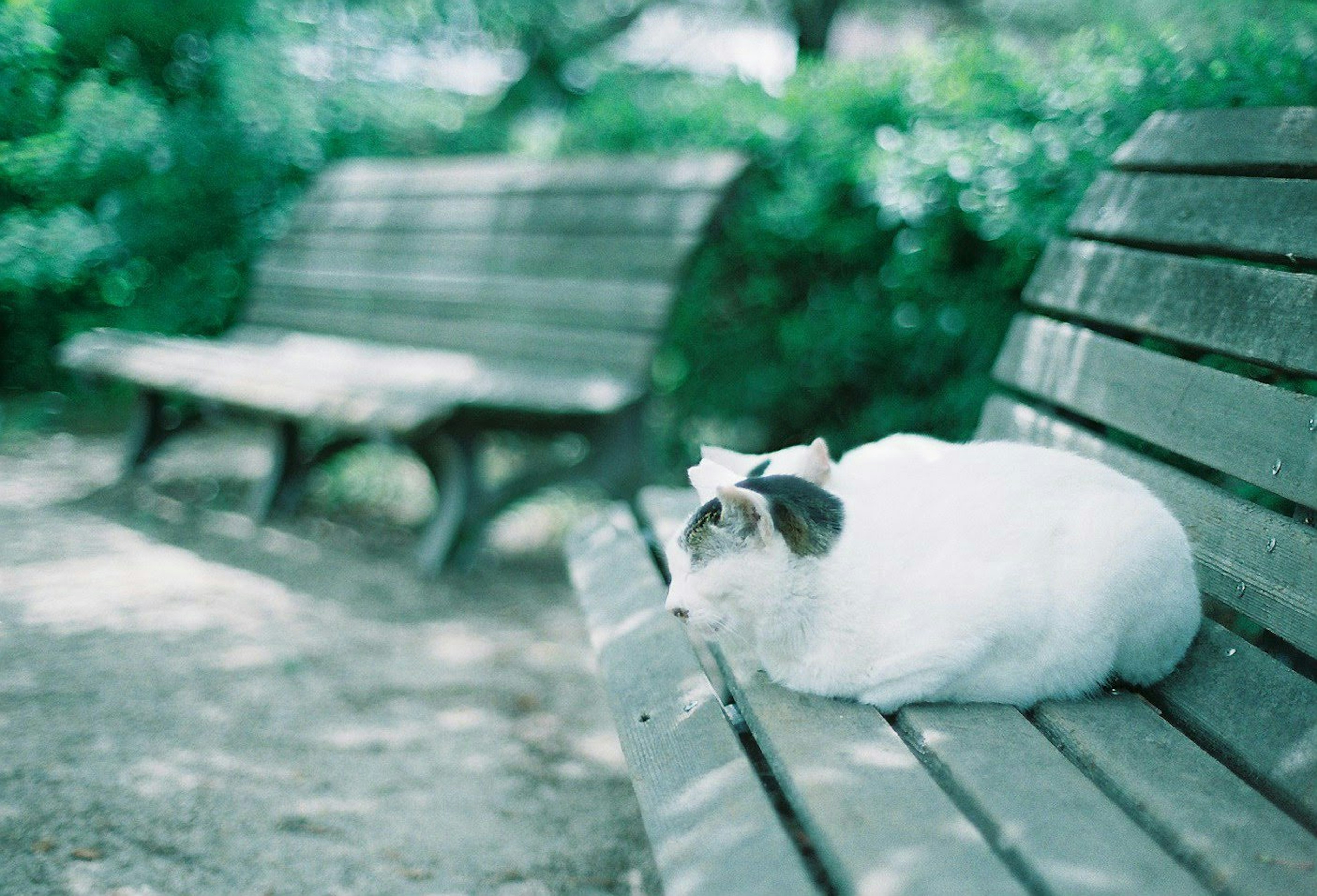 A white cat resting on a park bench