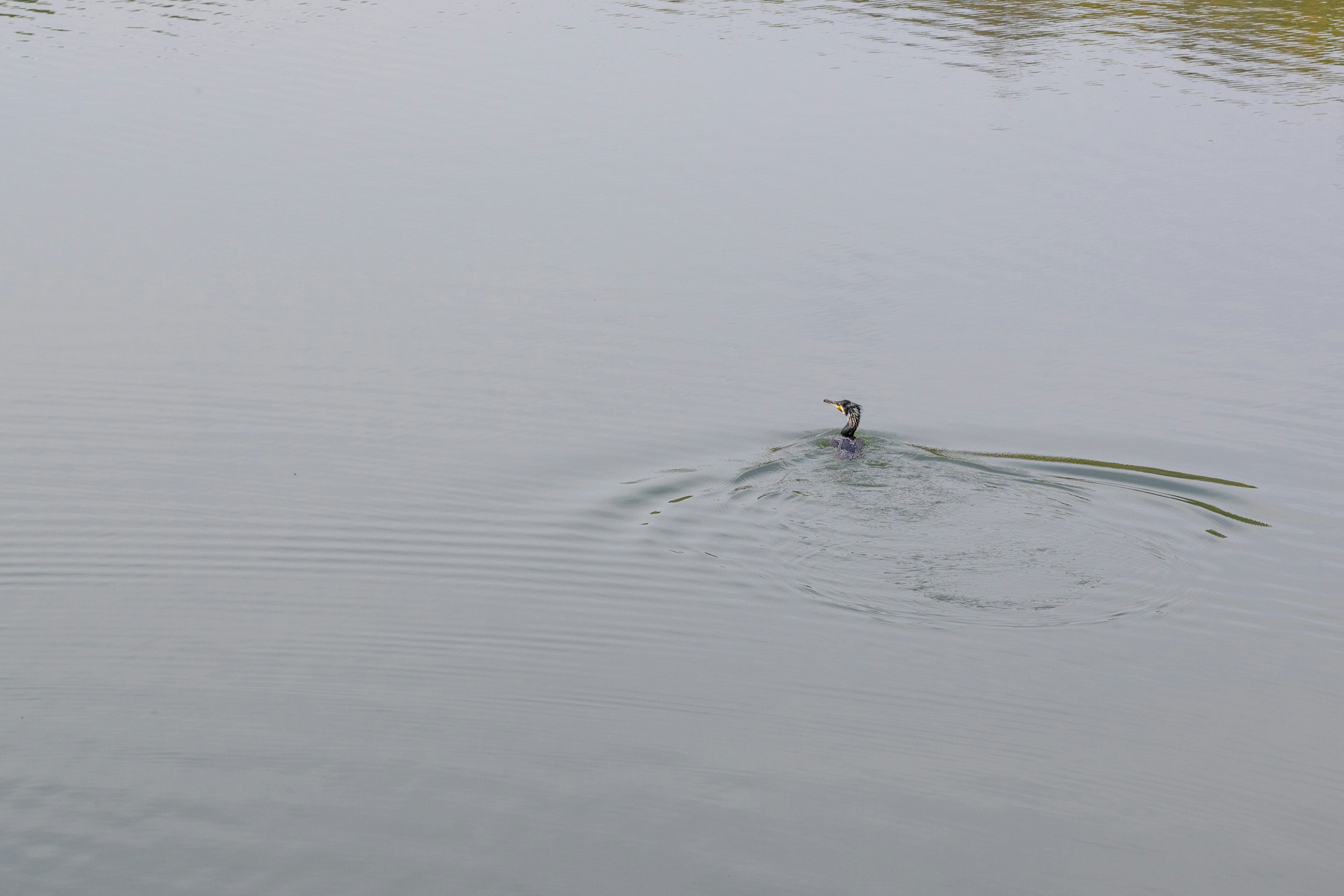 Un petit oiseau créant des ondulations à la surface de l'eau