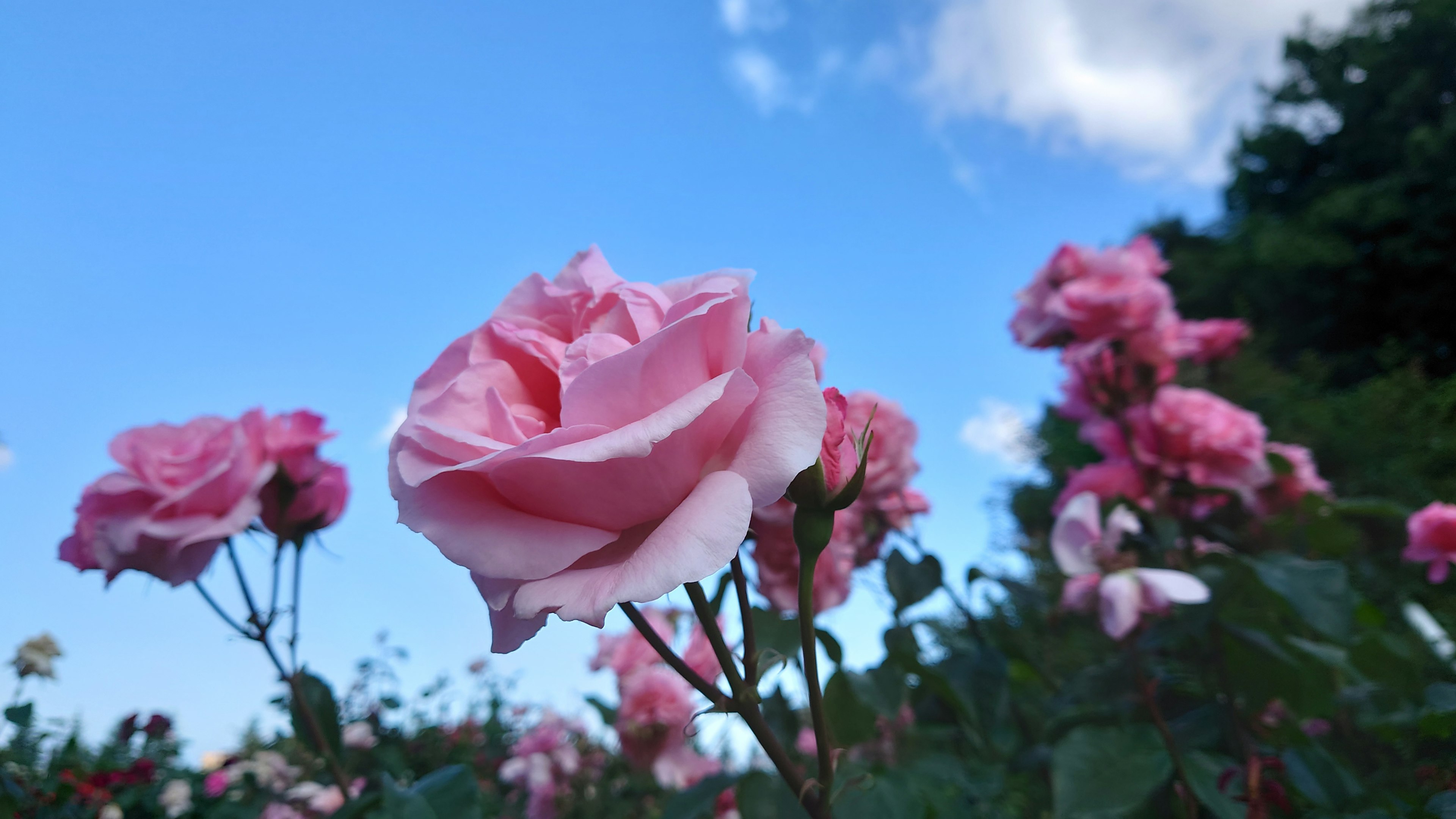 Rosas rosas floreciendo bajo un cielo azul claro