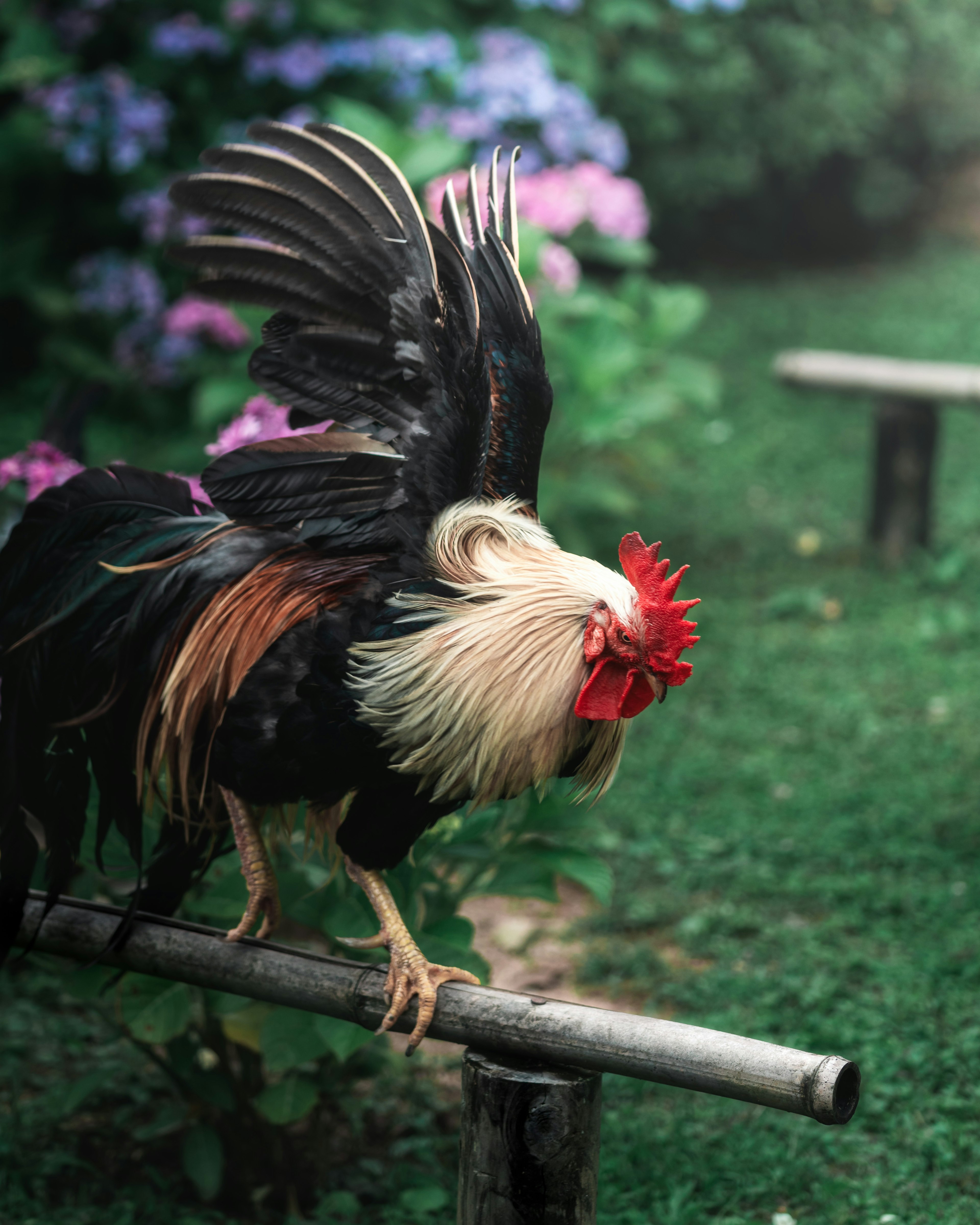 Un gallo colorido está de pie sobre una rama con hierba verde exuberante y flores vibrantes al fondo