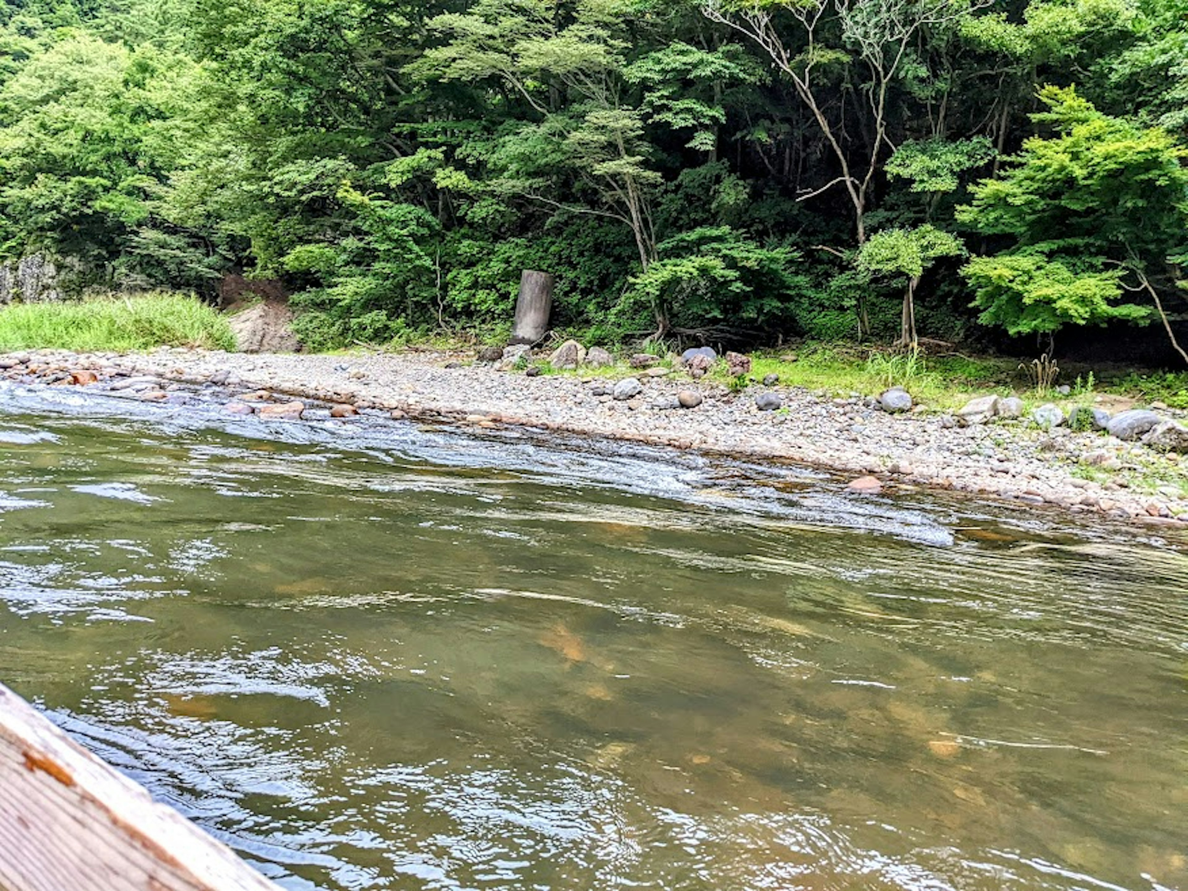 Paysage de rivière serein entouré d'une forêt verte luxuriante