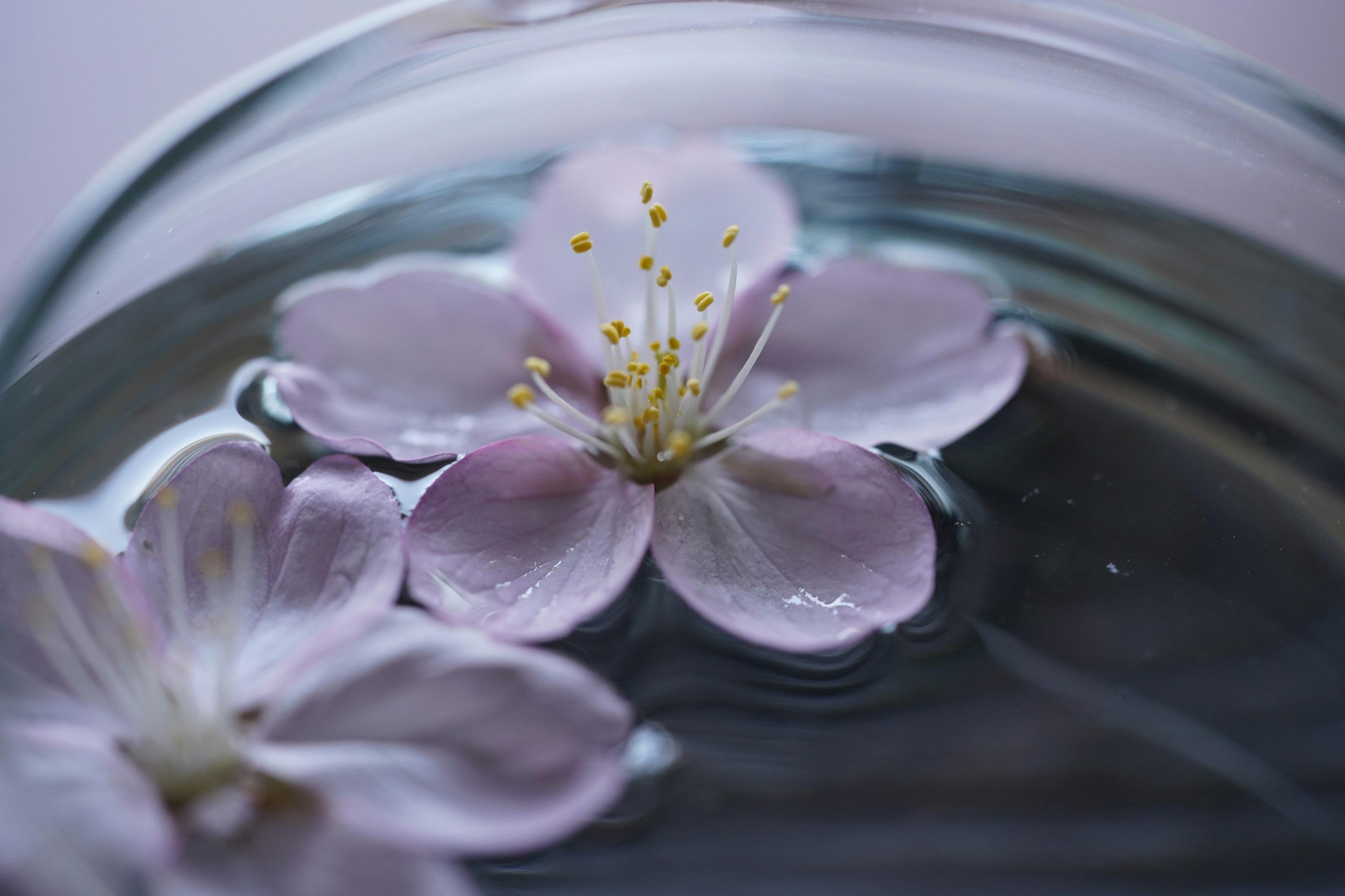 Pétales de fleurs roses délicates flottant sur l'eau avec des étamines jaunes