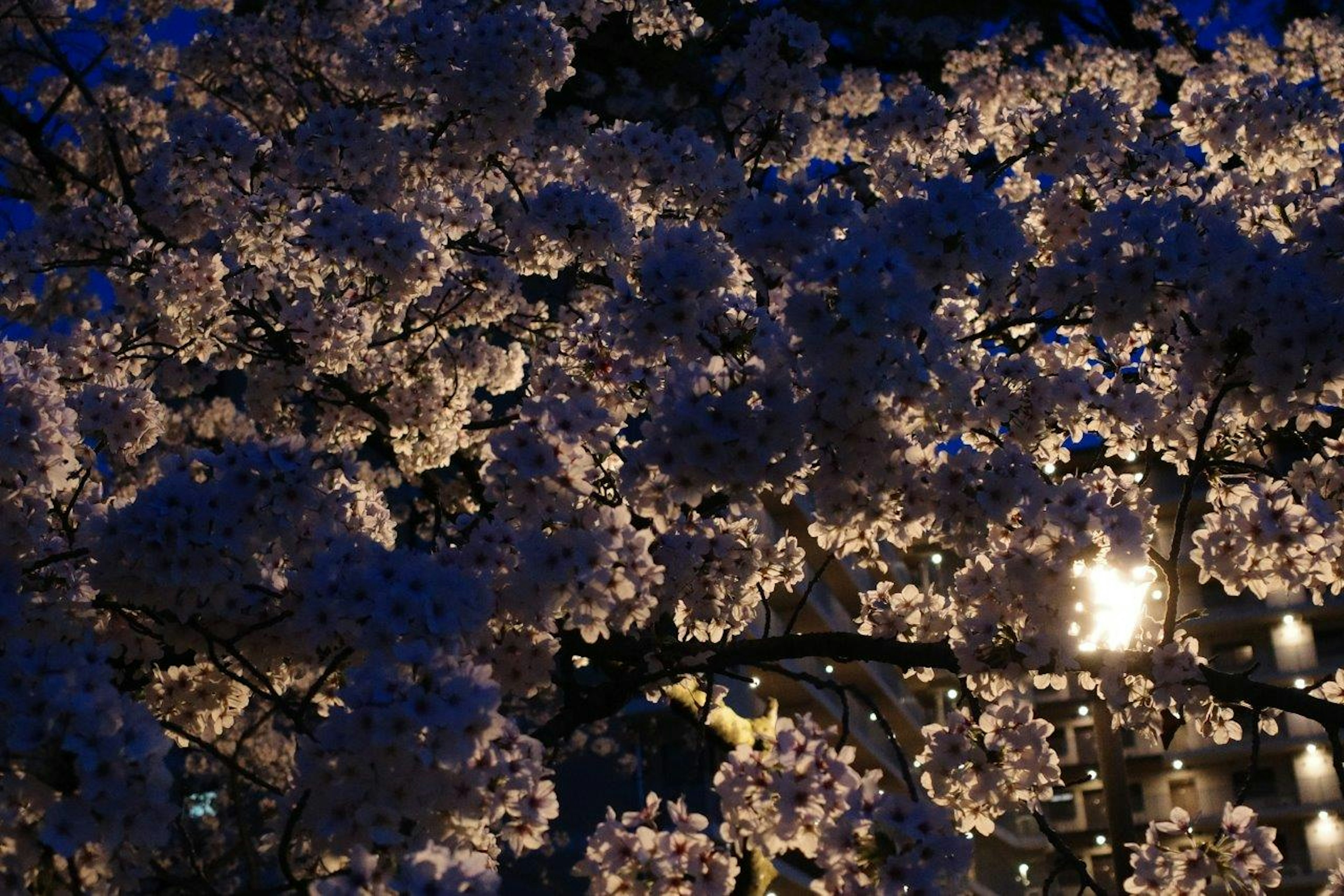 夜空に浮かぶ桜の花が美しく照らされている様子