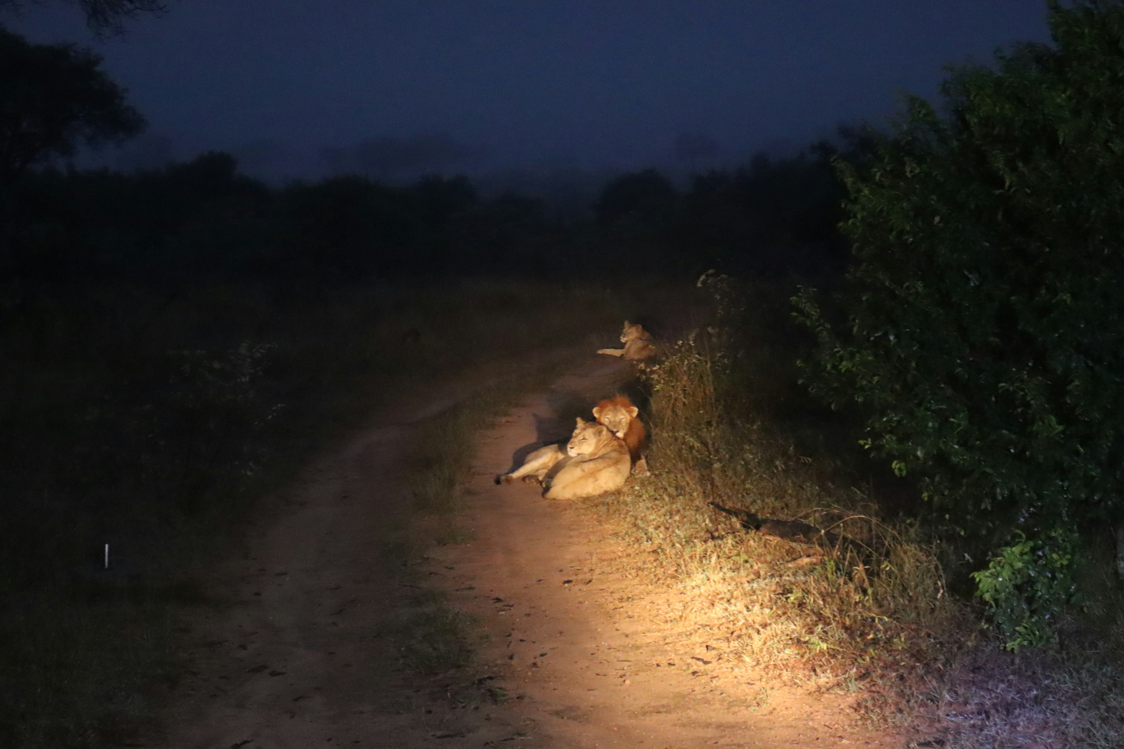 Lions resting by a dimly lit path surrounded by vegetation