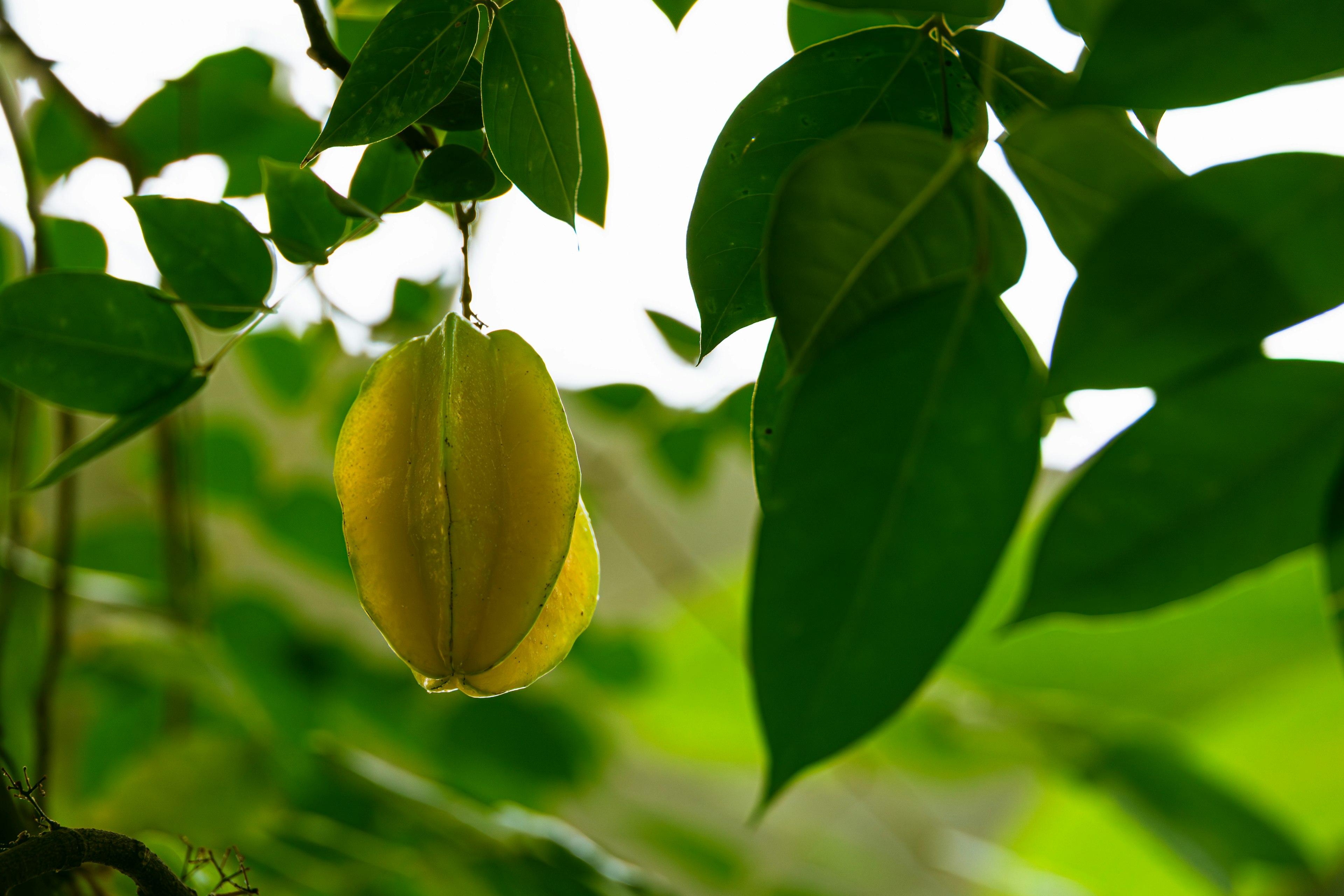 Fruta estrella amarilla colgando entre hojas verdes