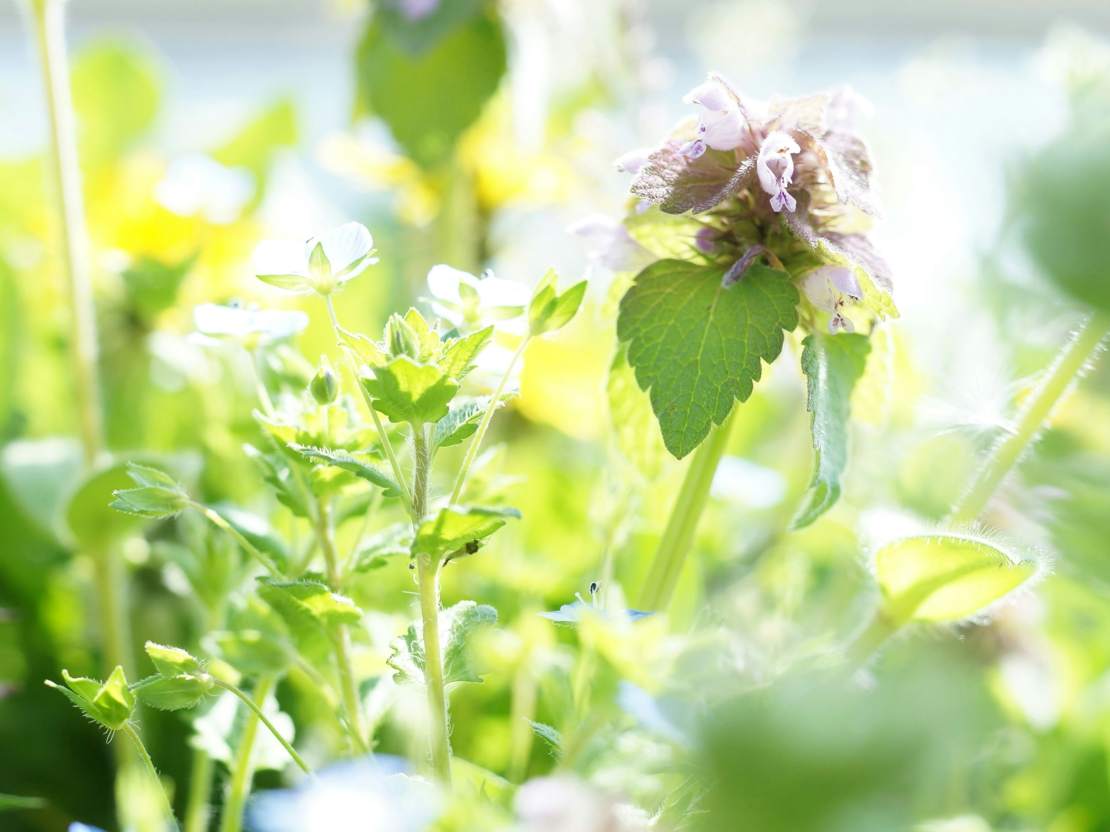 Nahaufnahme eines lebhaften Gartens mit grünen Pflanzen und Blumen