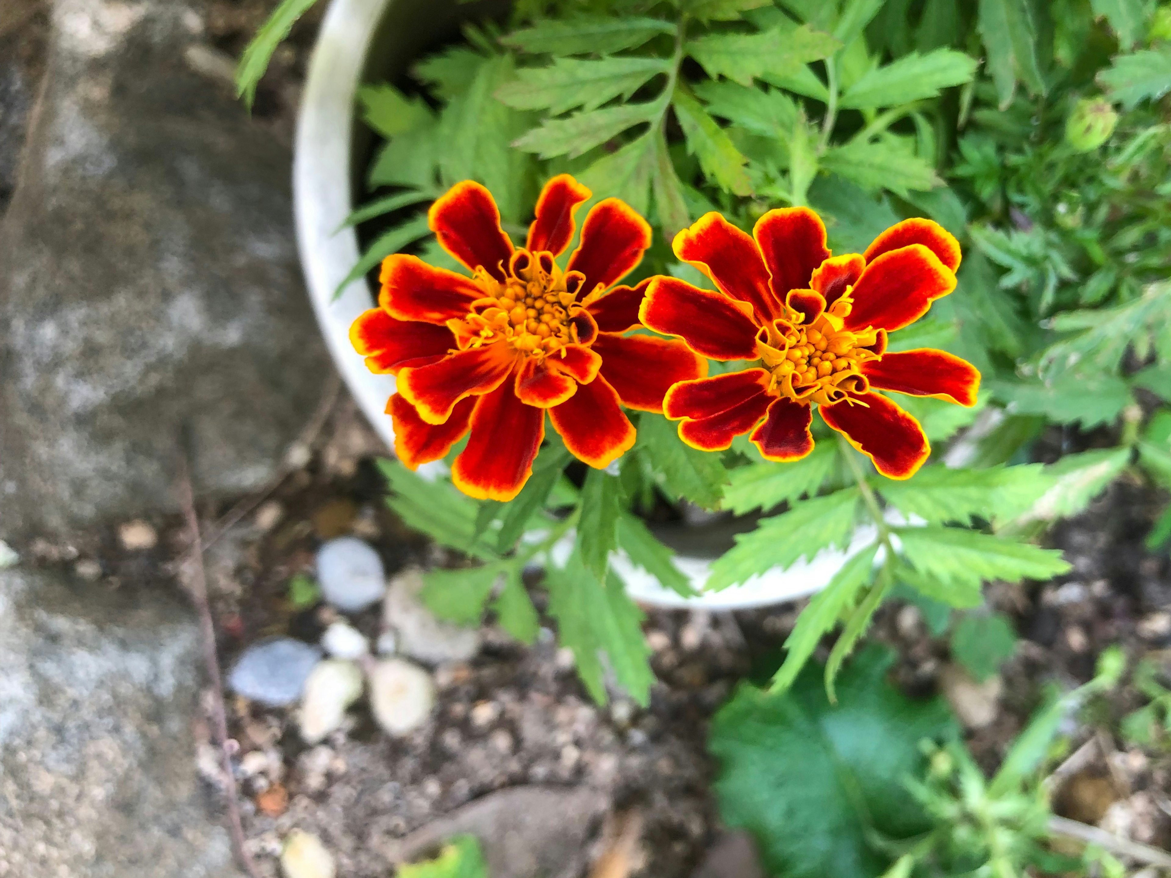 Dos flores de cempasúchil vibrantes en tonos naranja y rojo floreciendo en un jardín