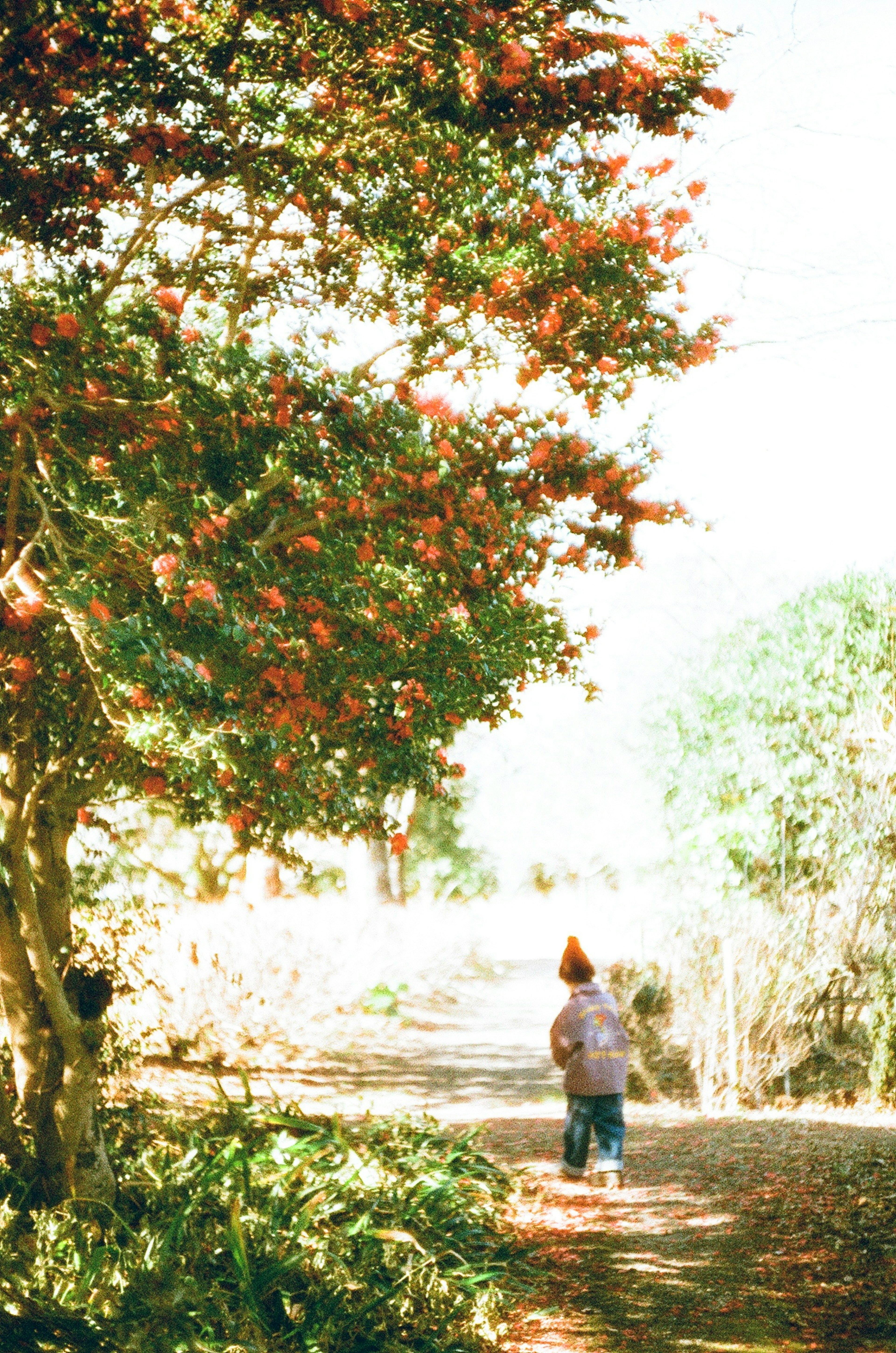 A child wearing a red hat walking along a tree-lined path