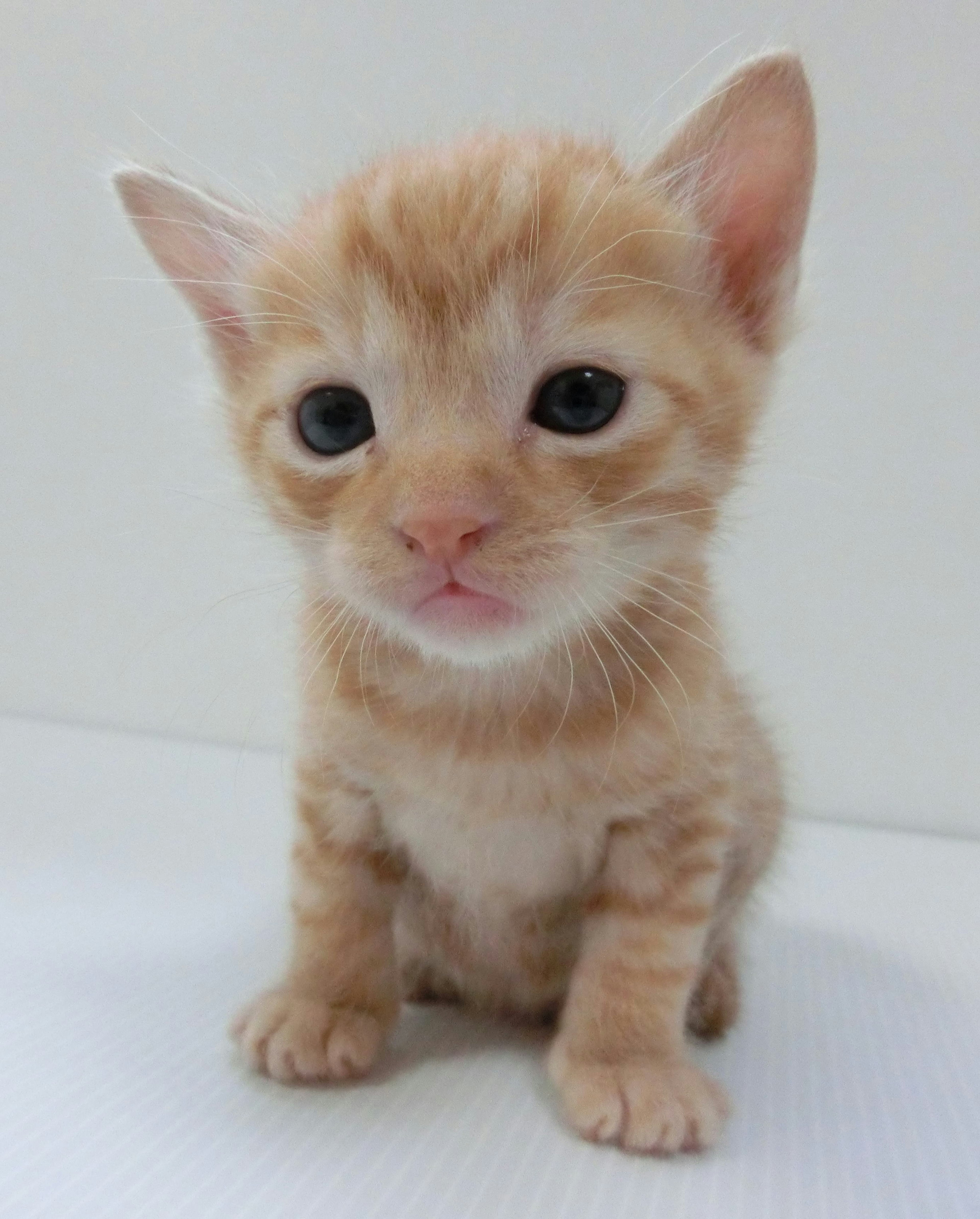 Mignon chaton orange assis de face