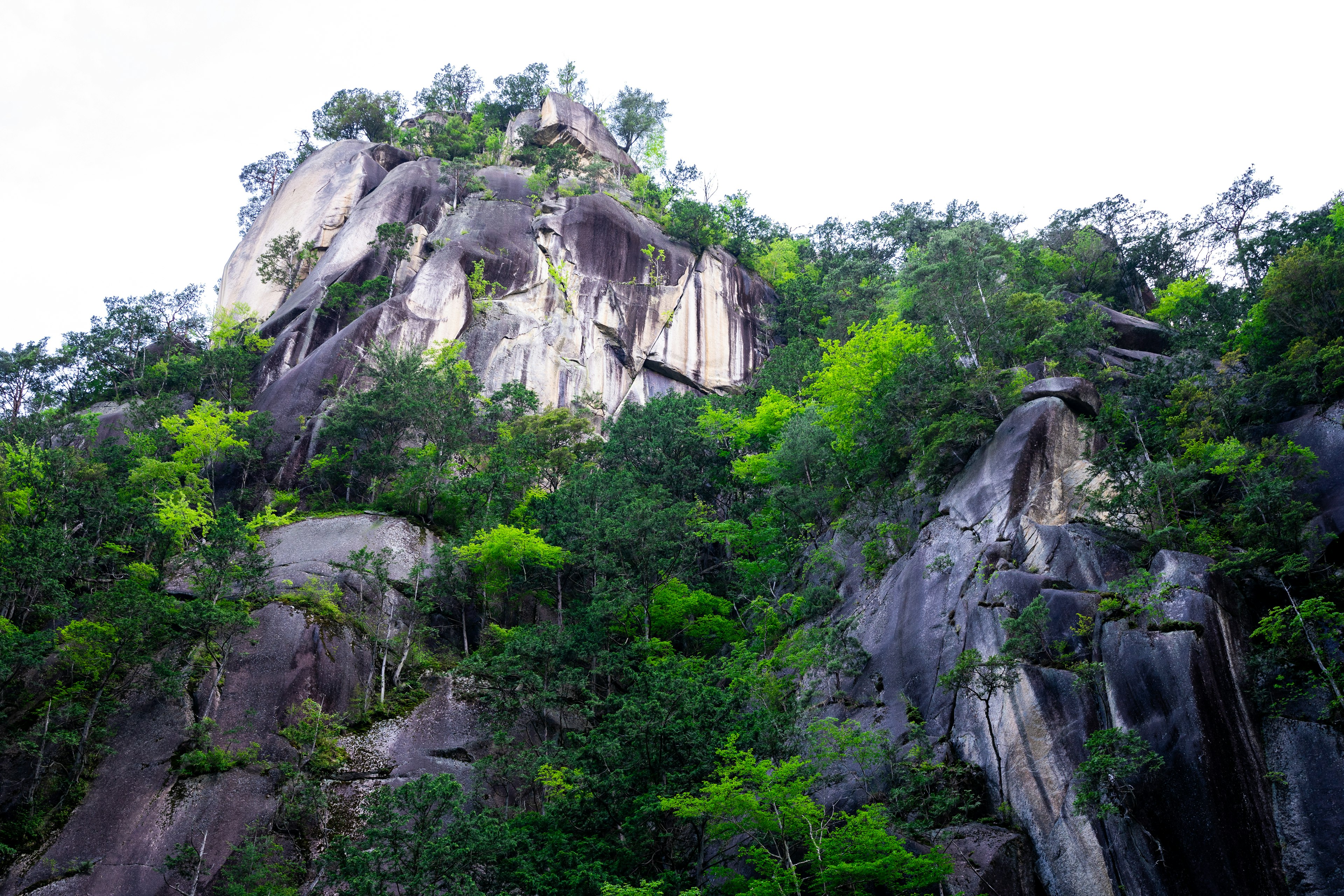 A large rocky mountain covered with green trees