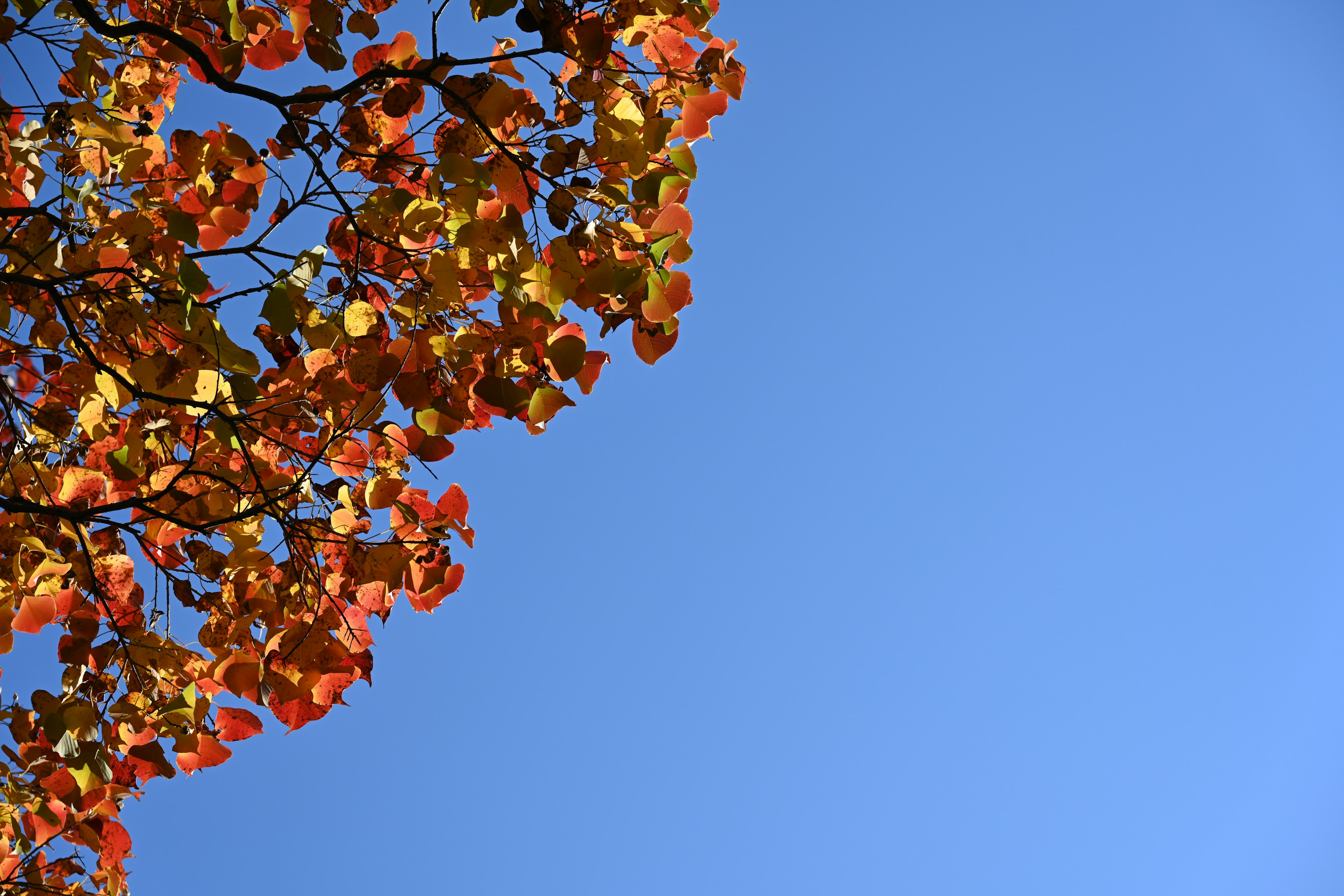 Ein Teil eines Baumes mit roten und orangefarbenen Blättern vor blauem Himmel