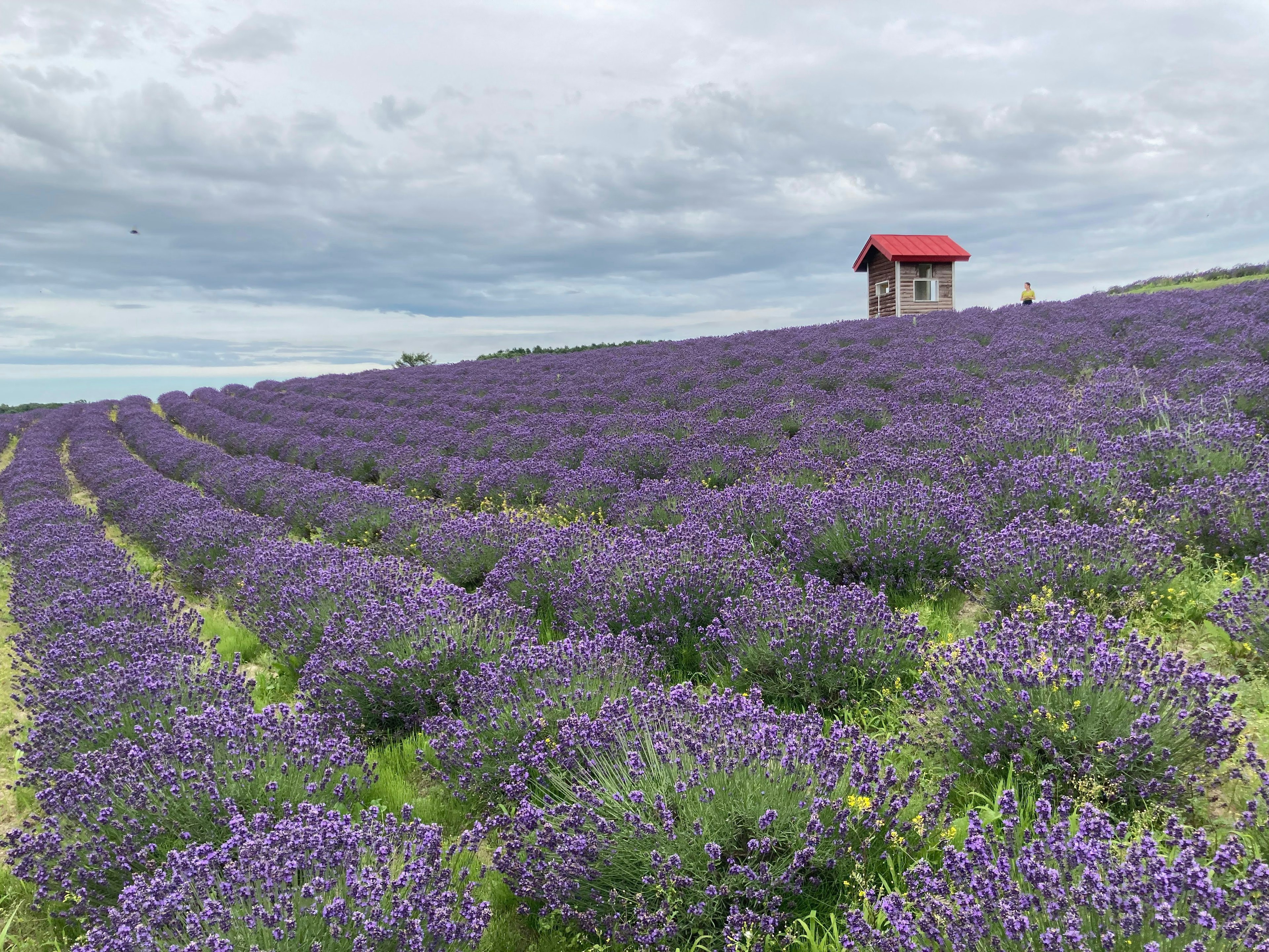 Lavender field with purple flowers and a small red-roofed shed