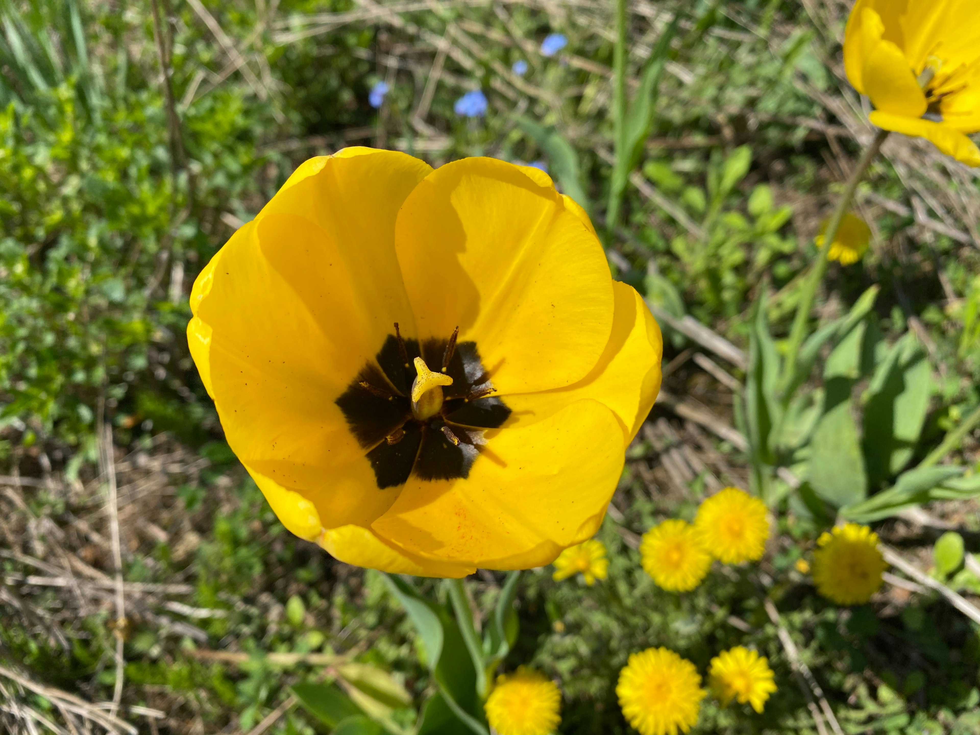 Sebuah bunga tulip kuning cerah berada di tengah dengan dandelion kuning dan daun hijau di sekelilingnya