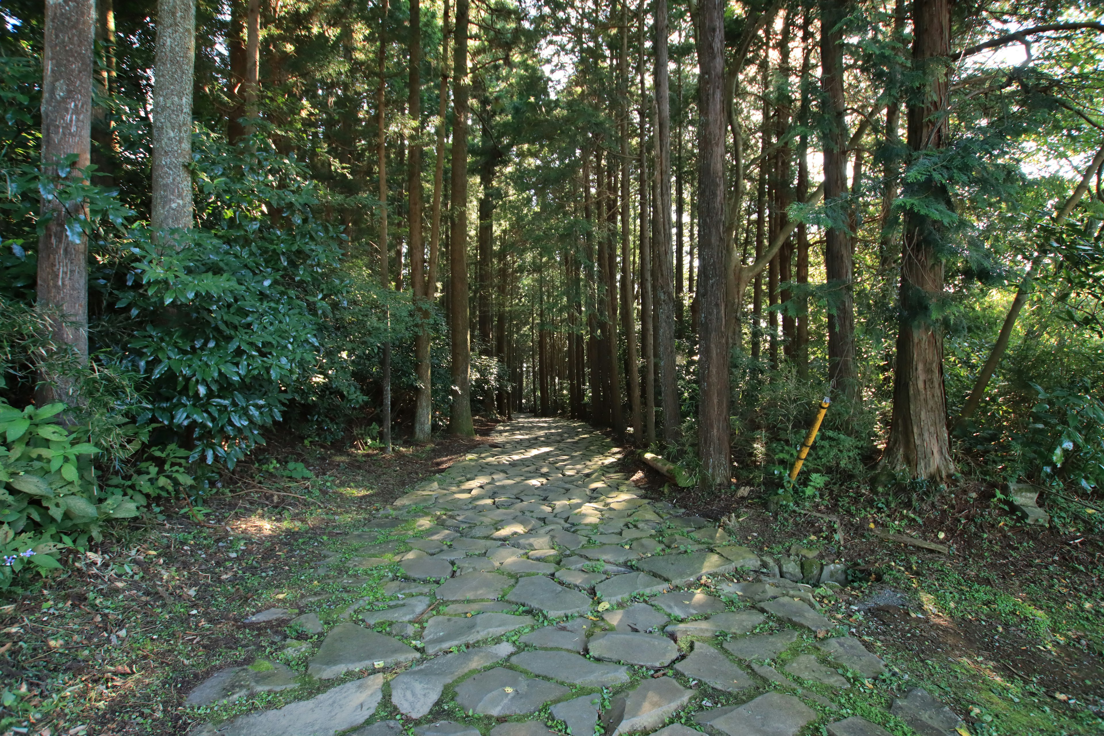 Stone path through a lush green forest