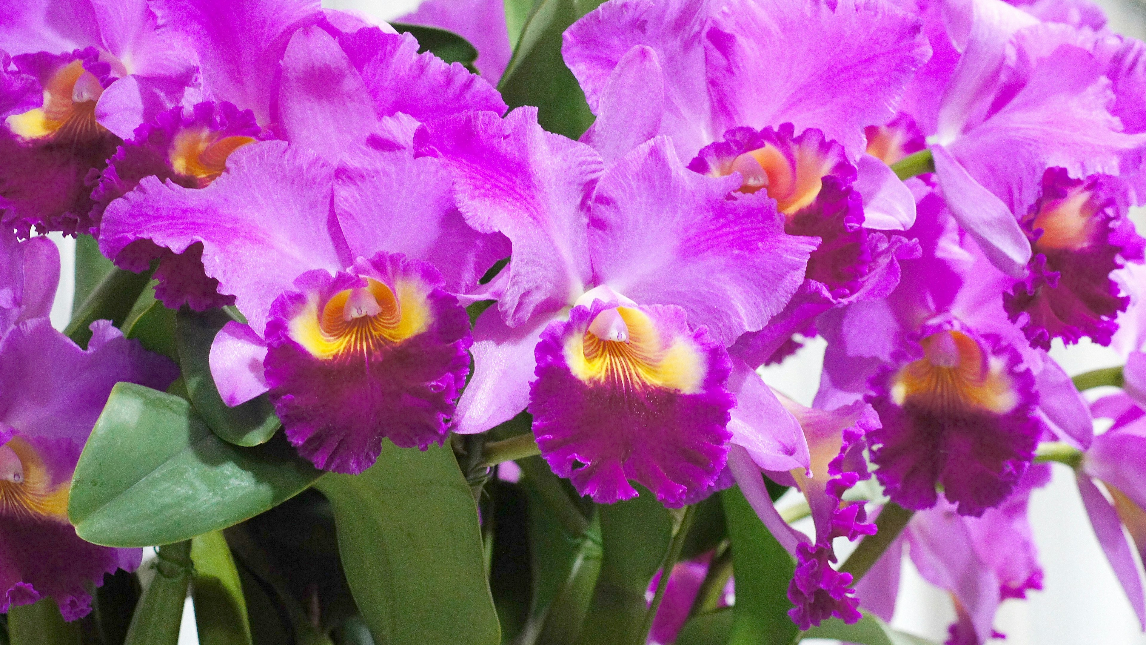 Vibrant purple orchids in full bloom