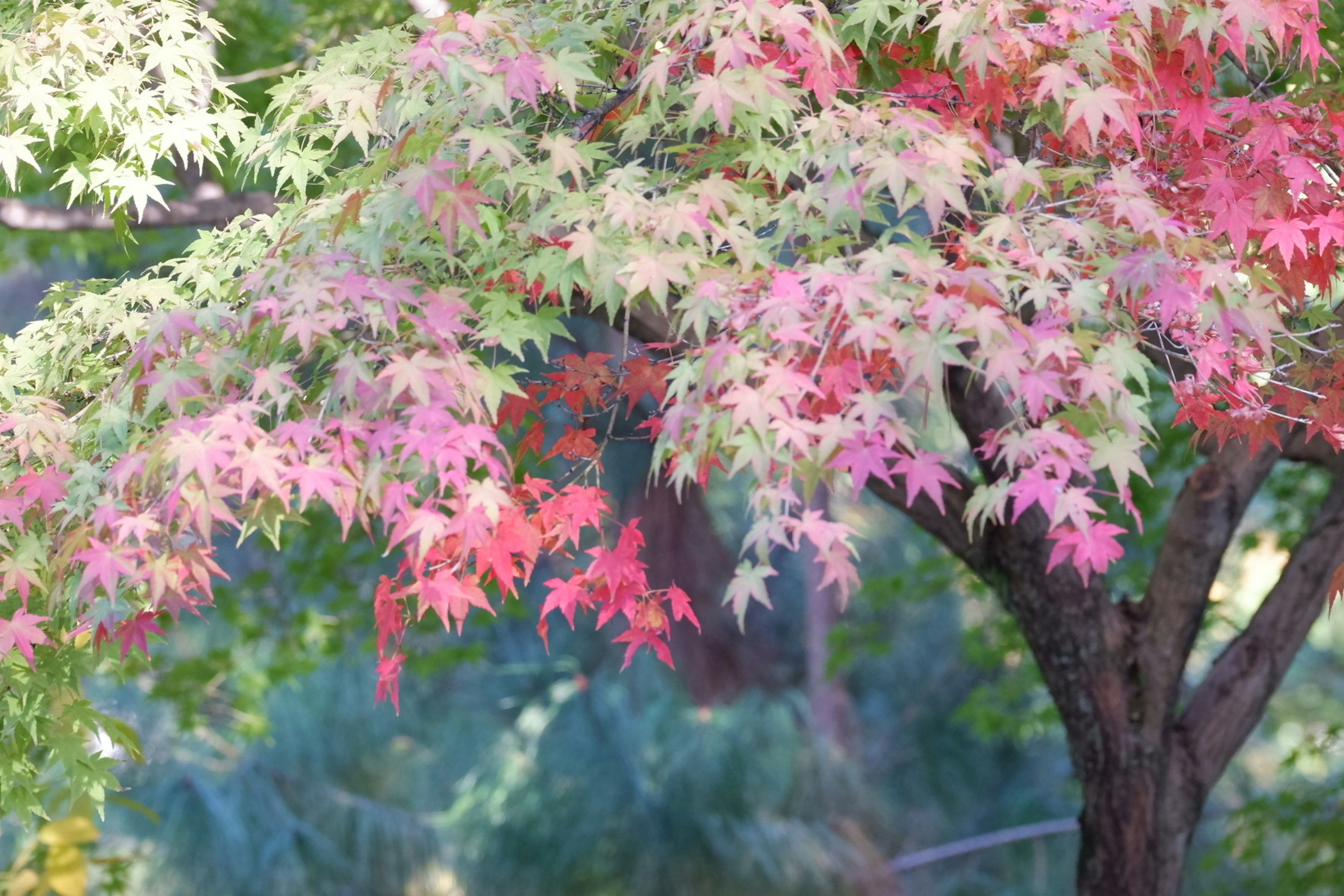 色とりどりの紅葉が美しいカエデの木