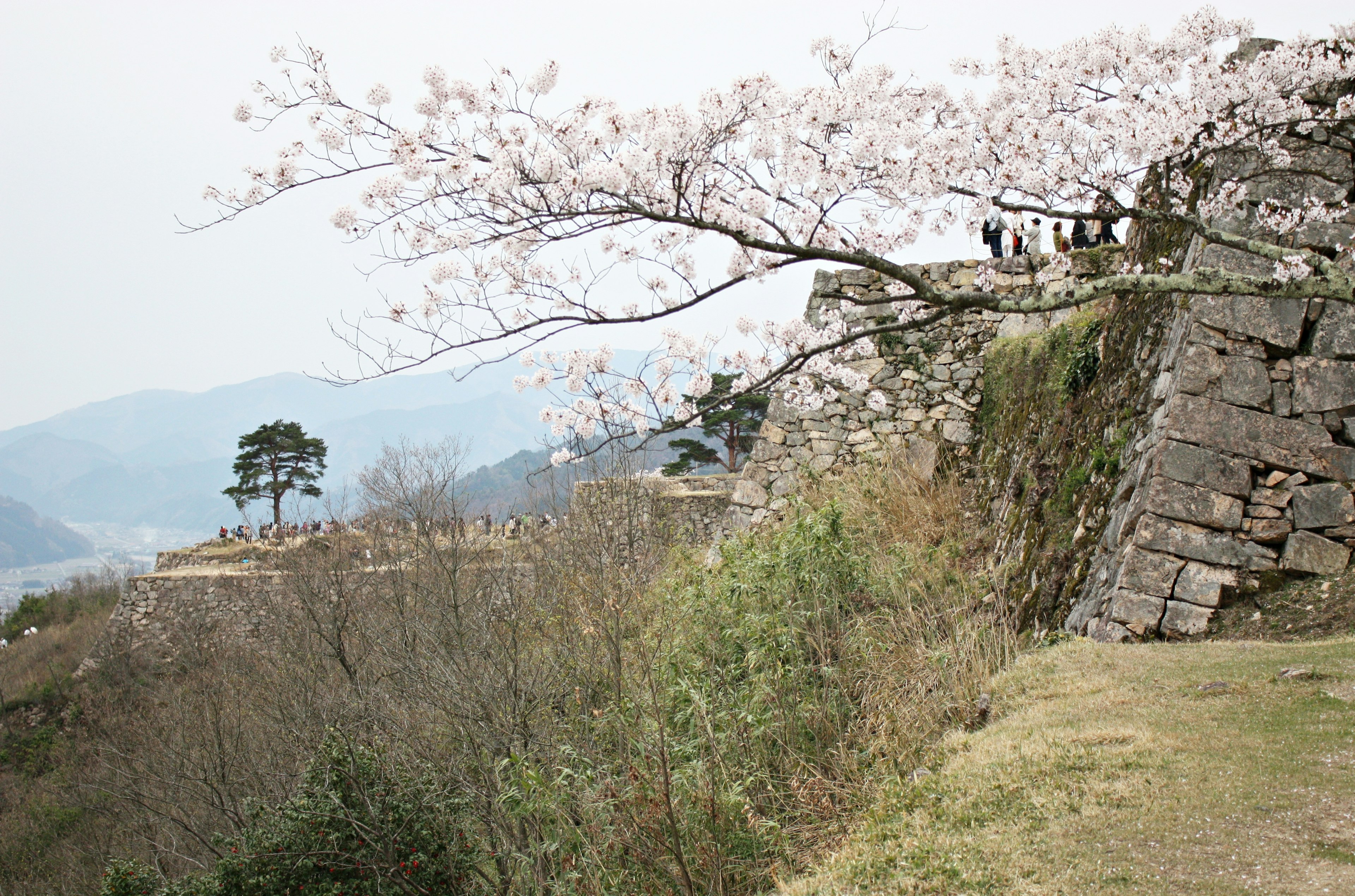 Vista escénica de una ruina de castillo con cerezos en flor