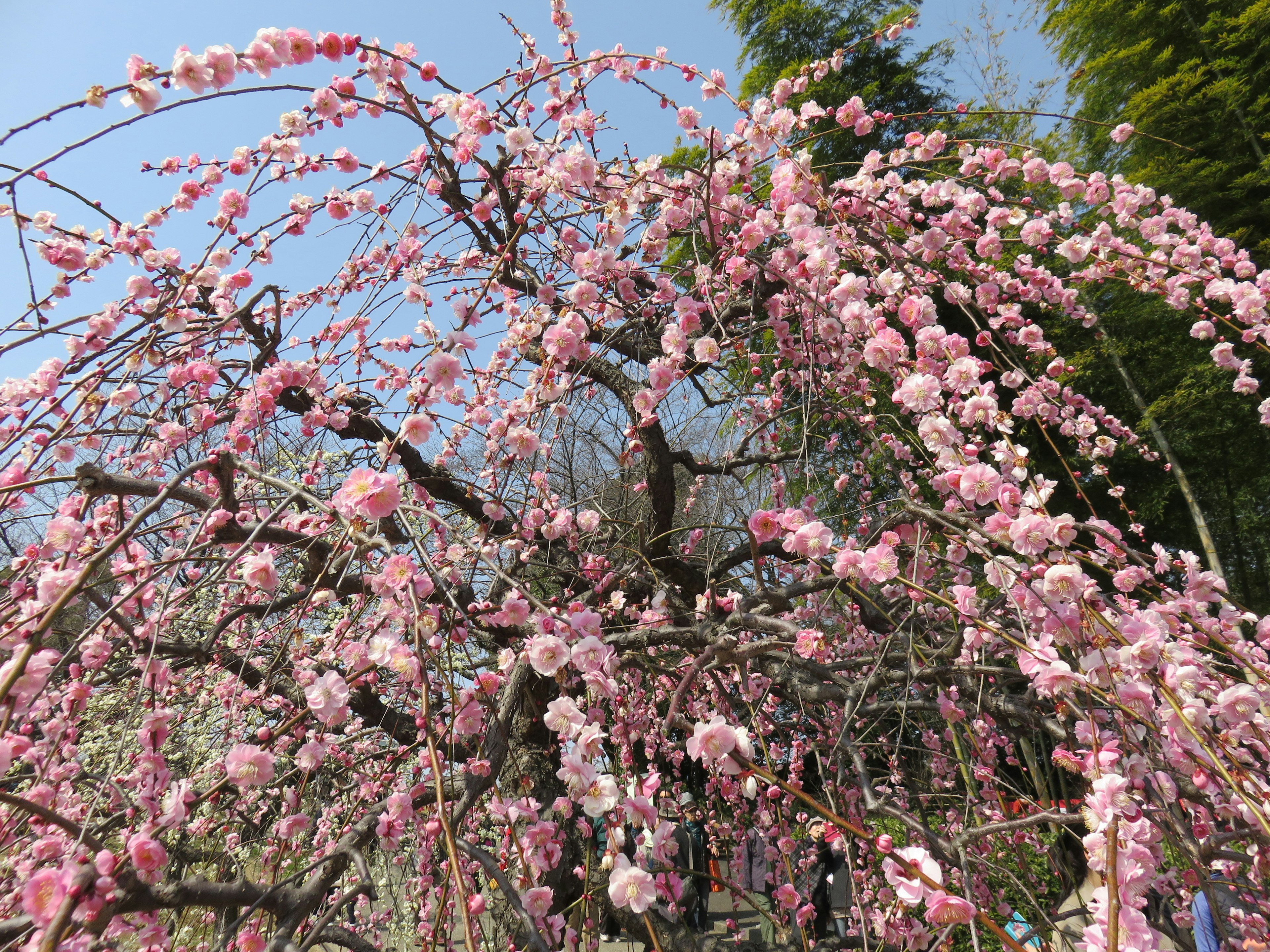 Blooming cherry blossom tree with a blue sky background