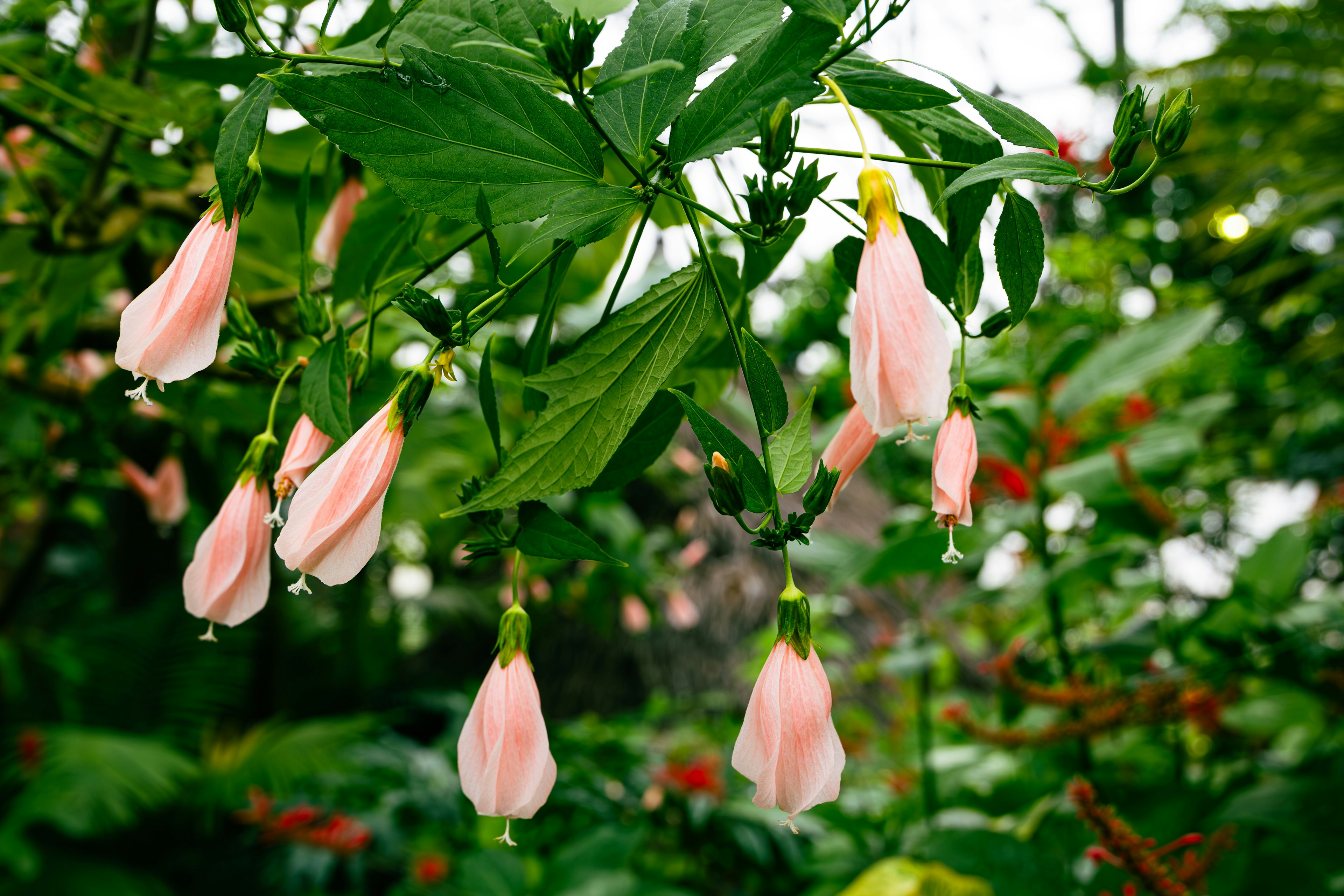 緑の葉の間に咲くピンク色の花のつぼみが下がっている様子