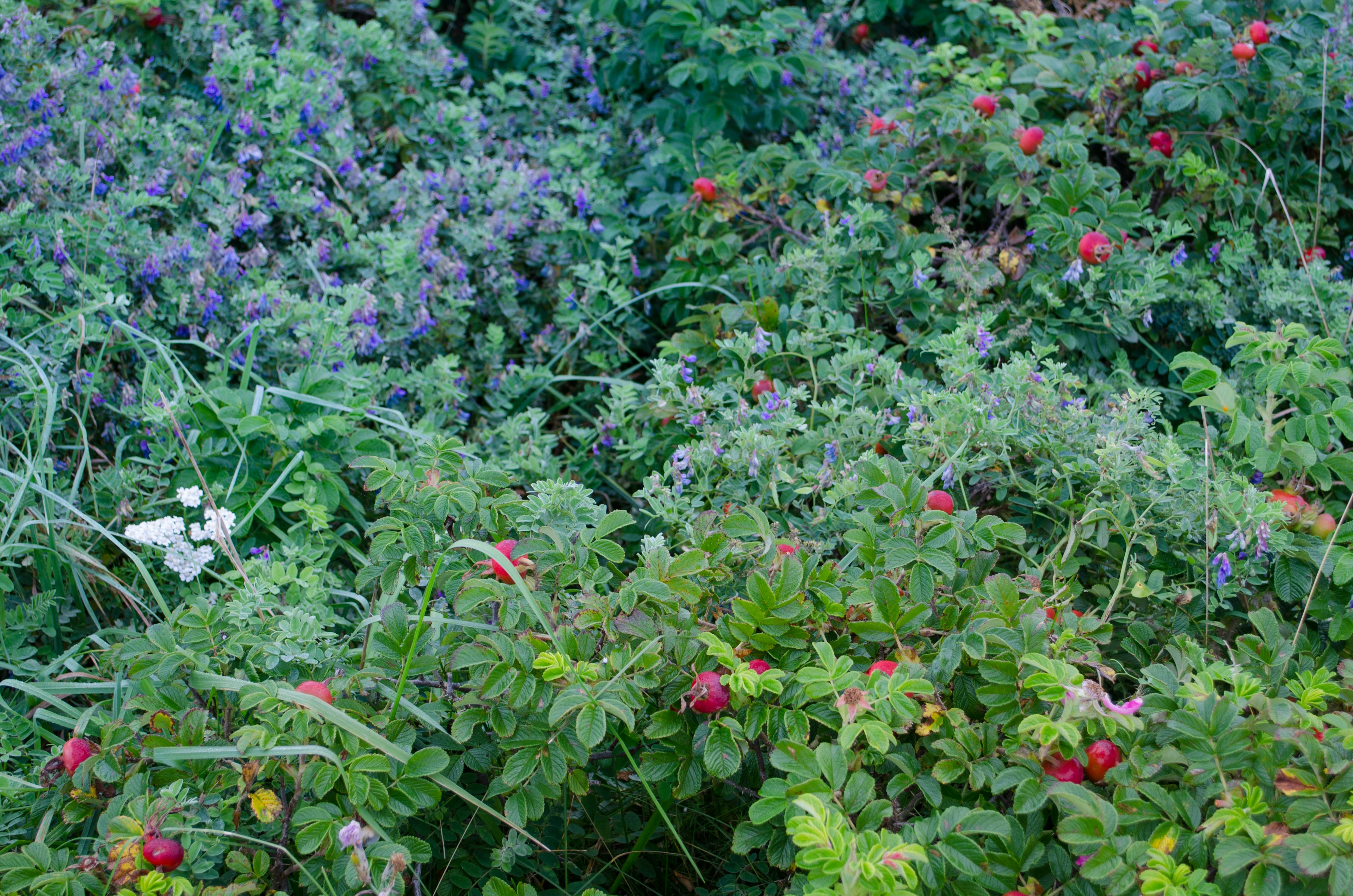 Vegetazione rigogliosa con bacche rosse e grappoli di fiori viola