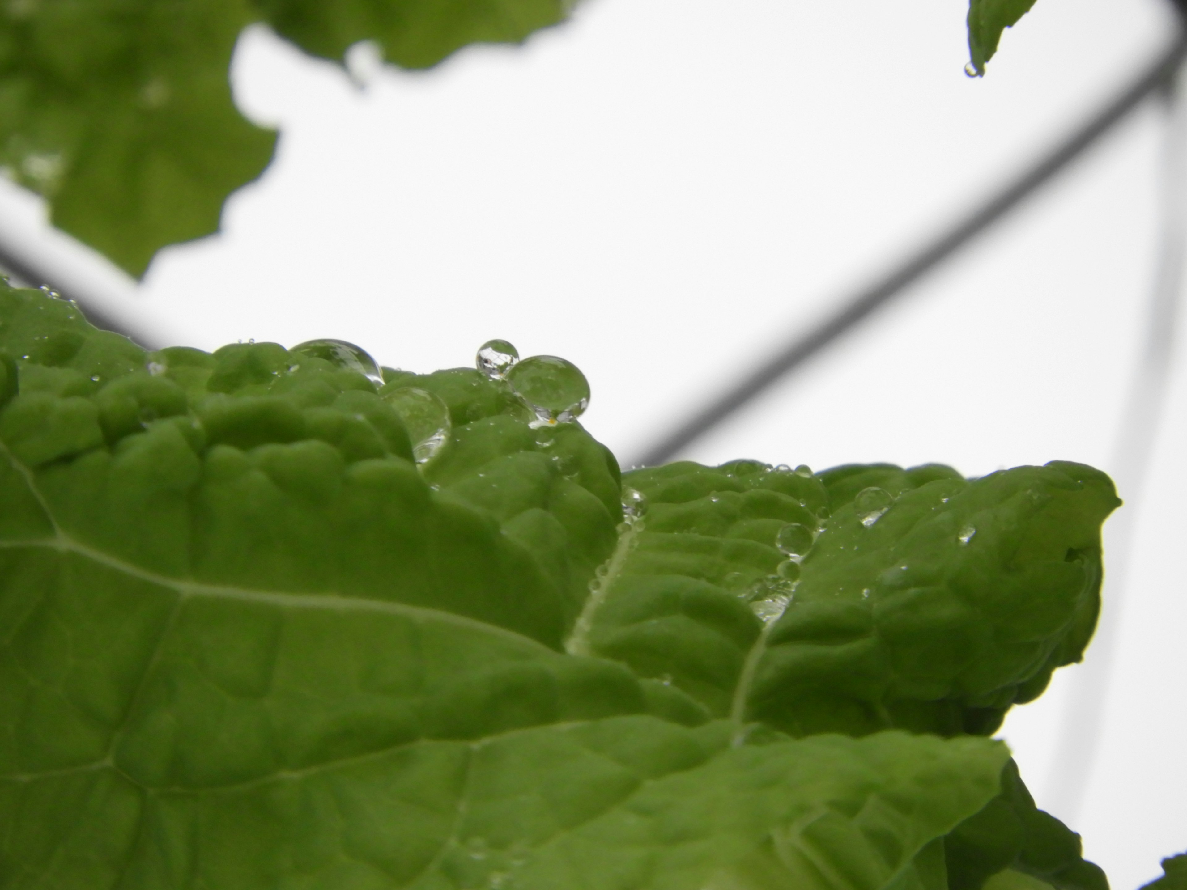 Primo piano di foglie verdi con gocce d'acqua