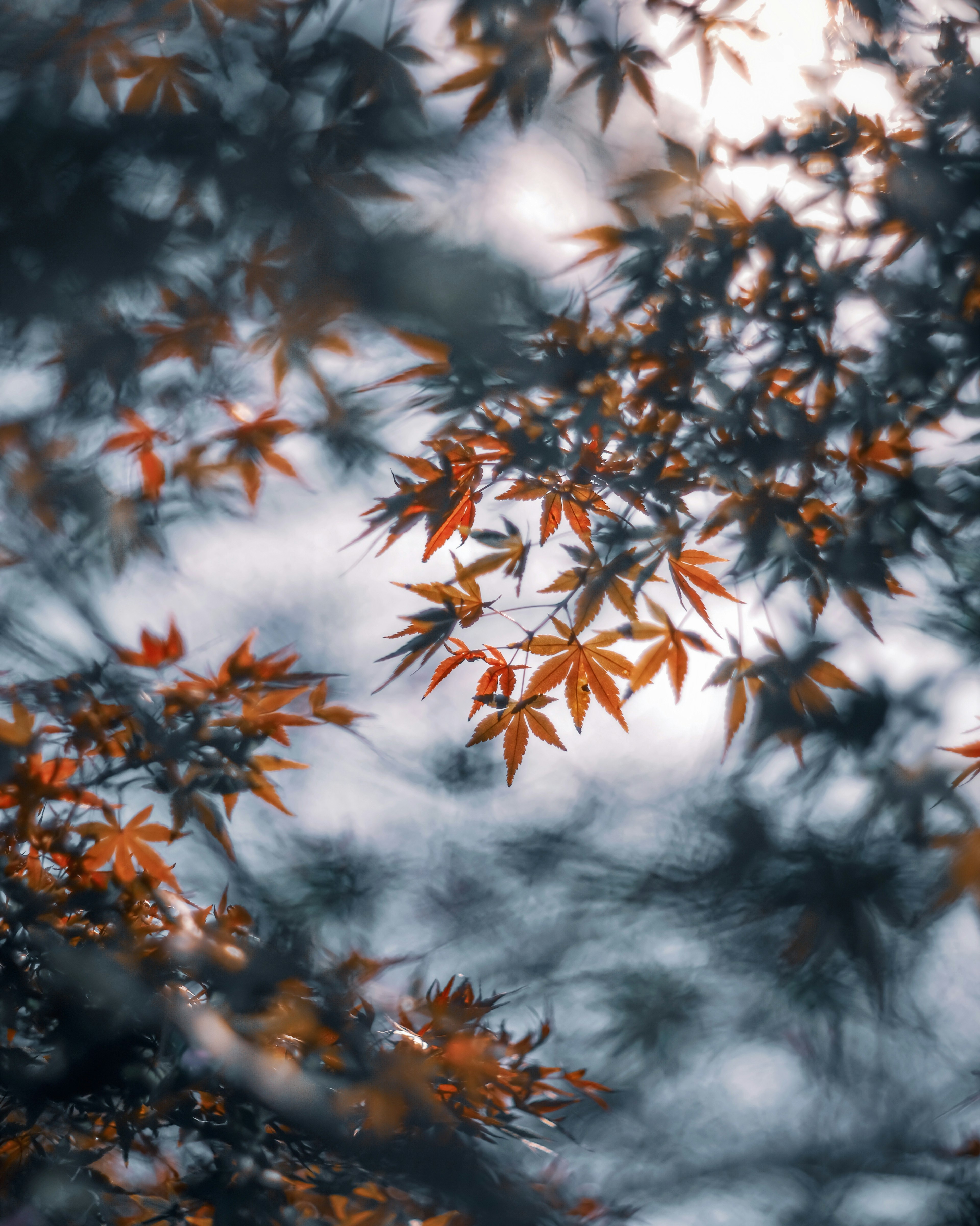 Beautiful scene of vibrant autumn leaves against a blurred background