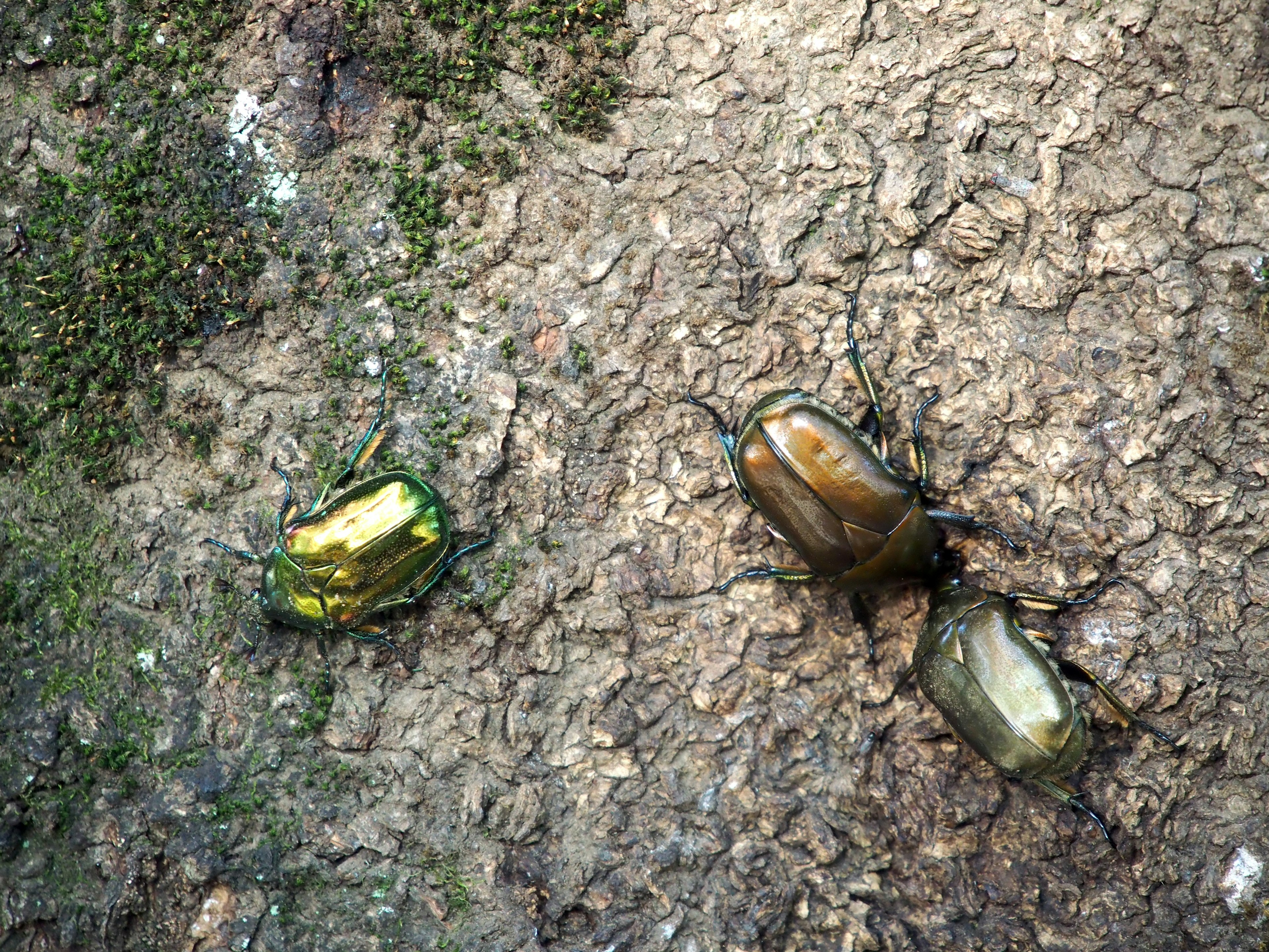 Un grupo de escarabajos en la superficie de un árbol con colores verdes y dorados