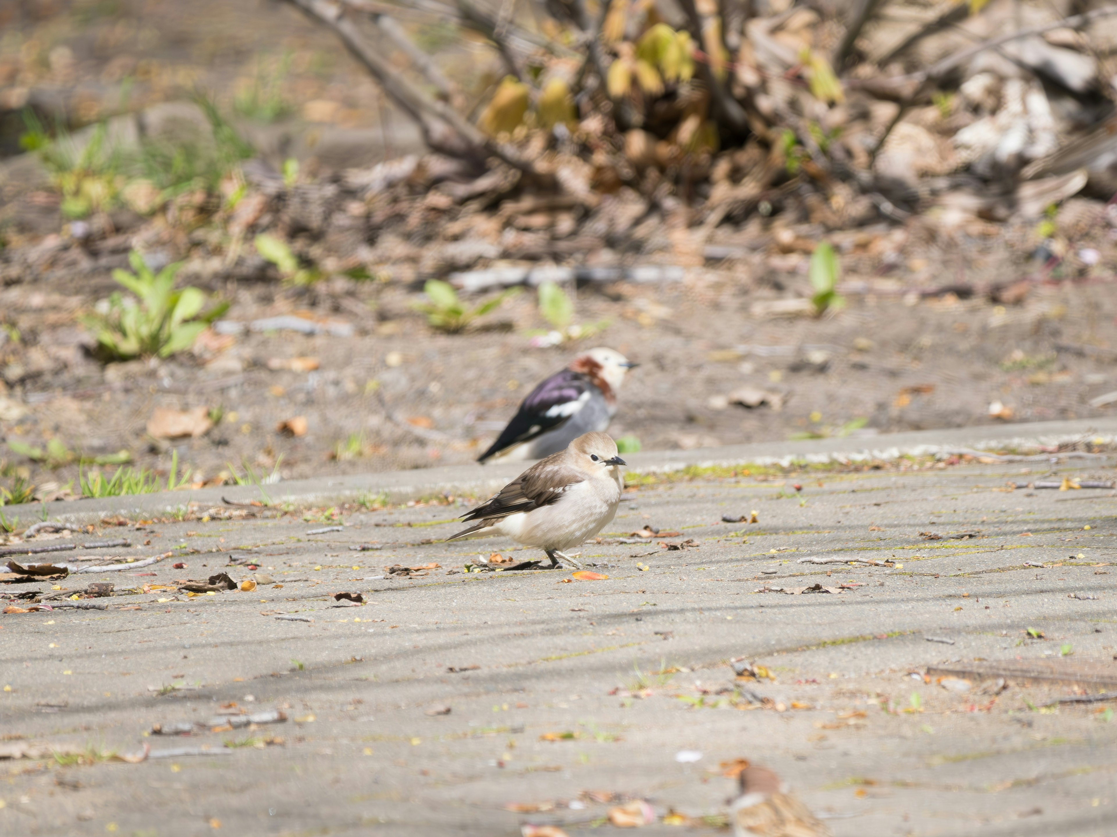 二羽の鳥が地面に立っている様子