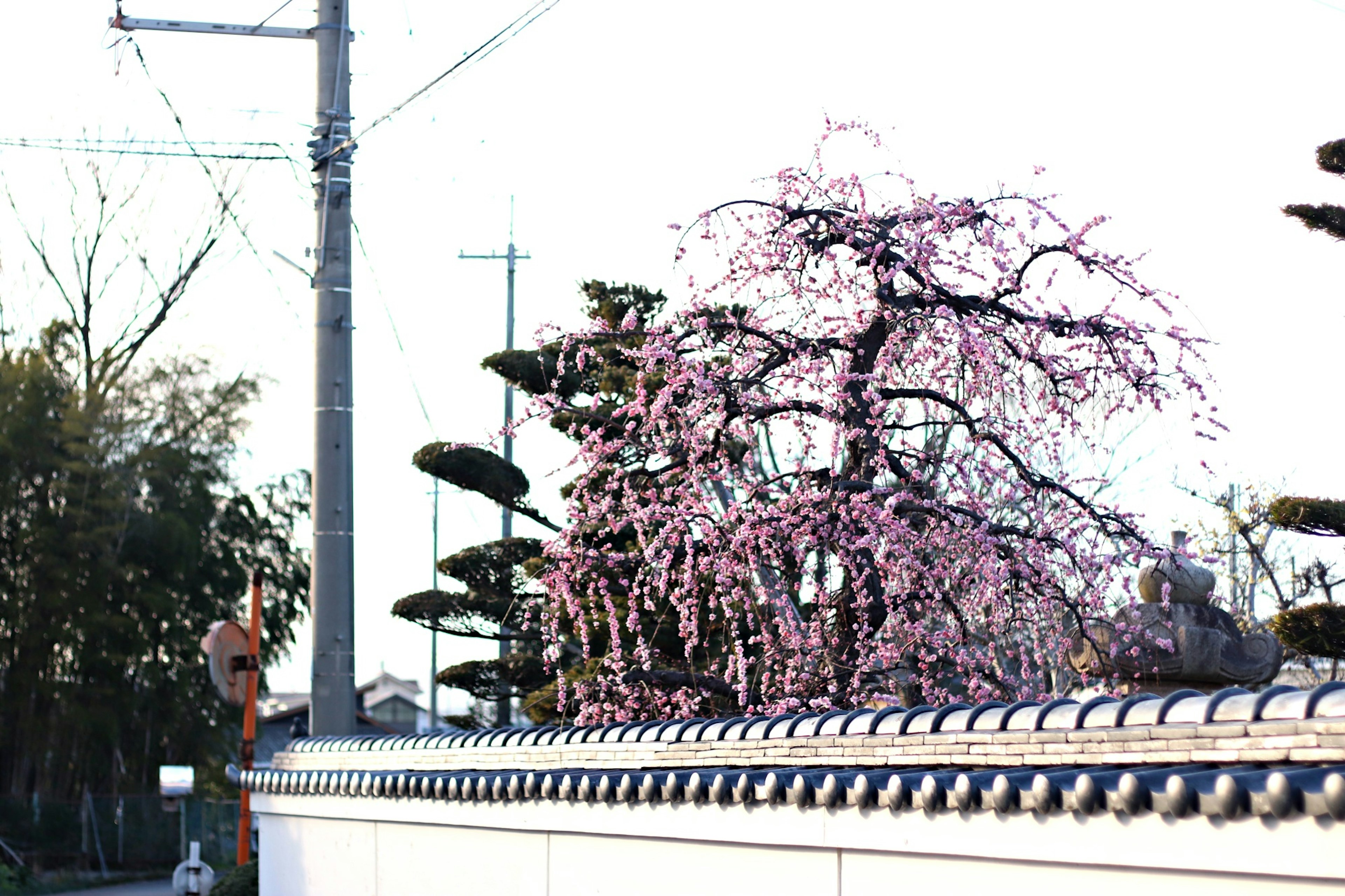 Paisaje japonés con un cerezo y una pared blanca