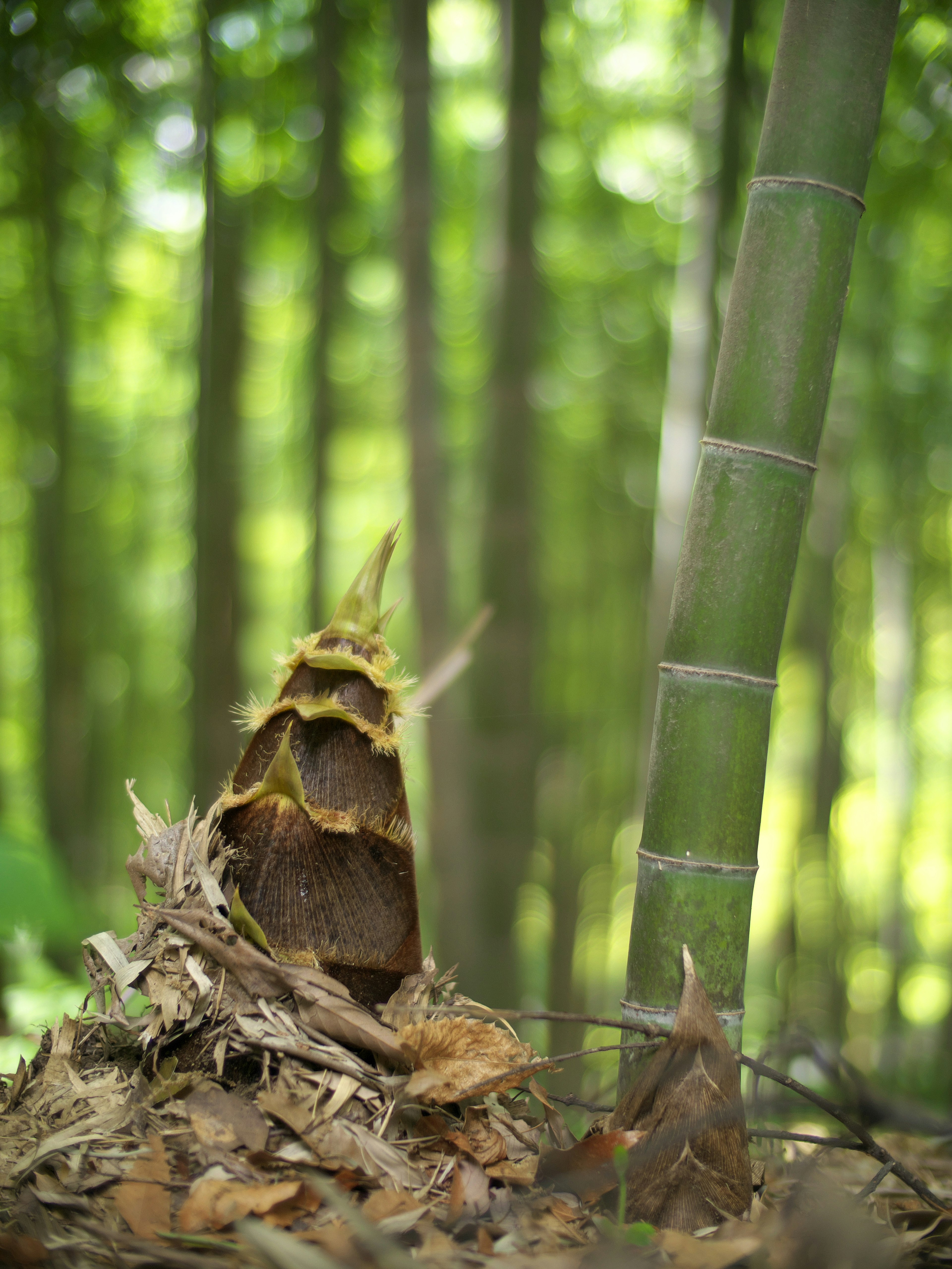 Un brote de bambú emergiendo del suelo en un bosque frondoso