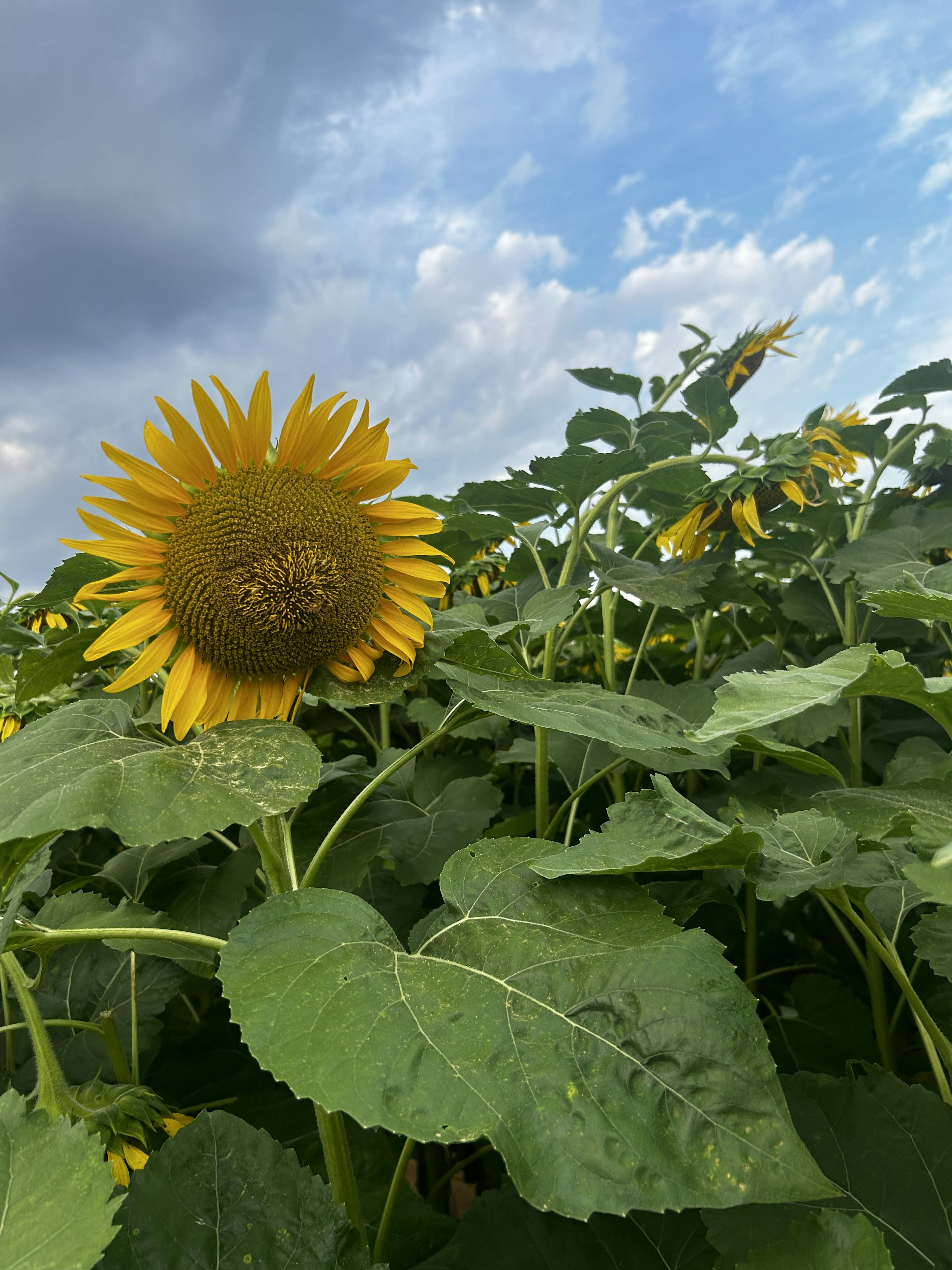 Girasol floreciendo bajo un cielo azul con hojas verdes