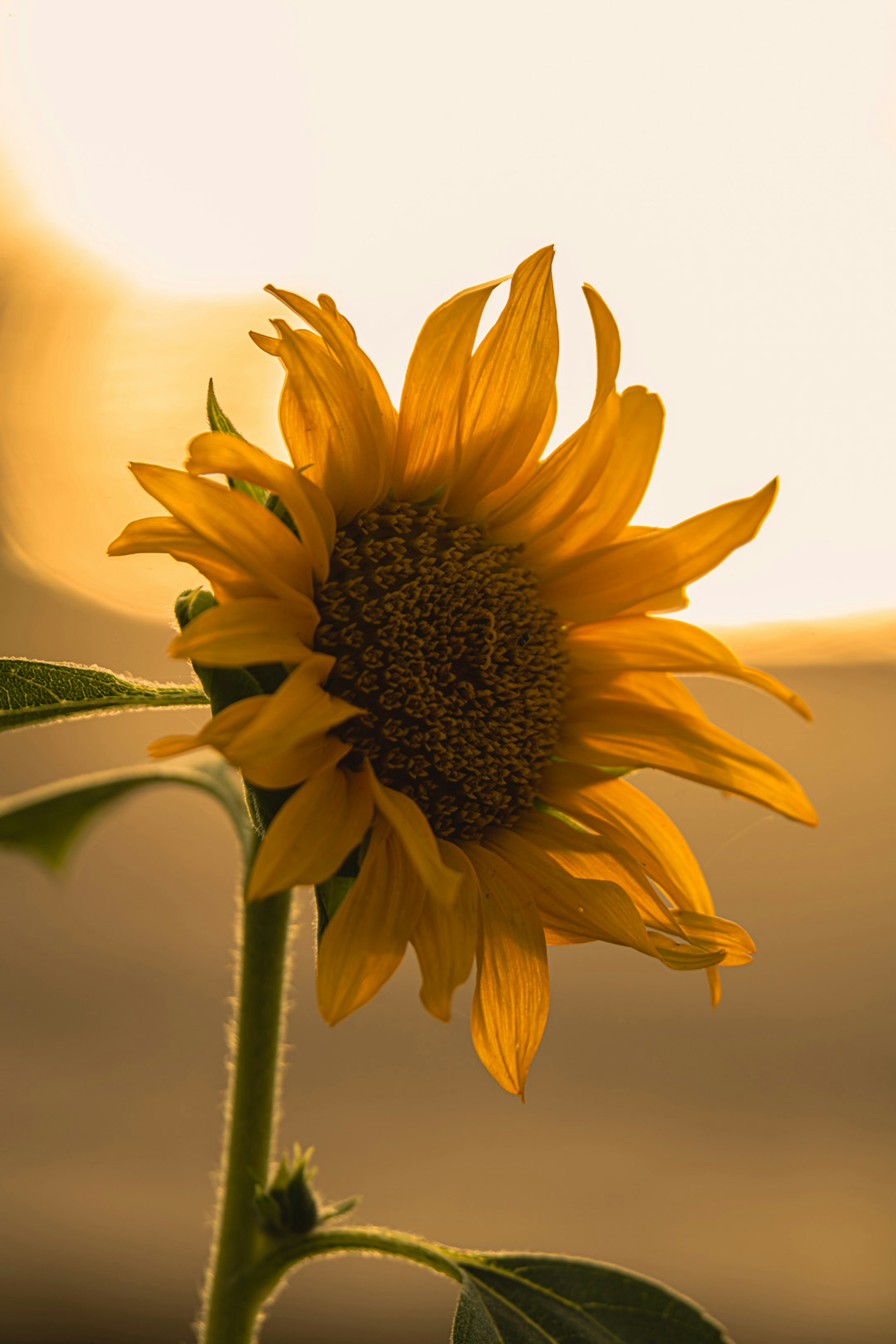 Tournesol vibrant contre un fond de coucher de soleil