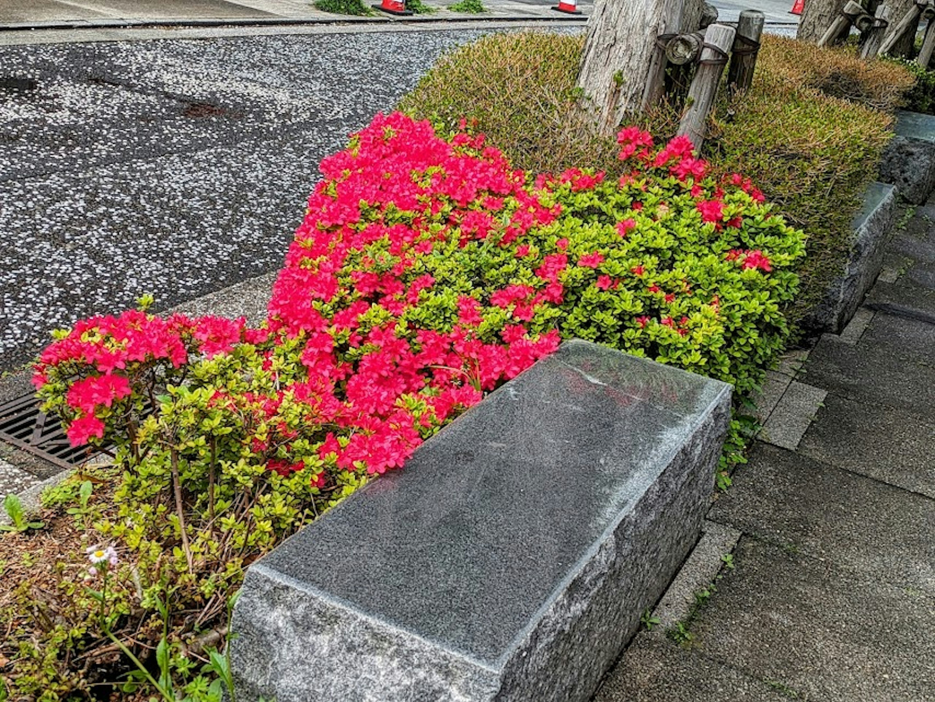 鮮やかな赤と緑の花が咲く歩道の景色