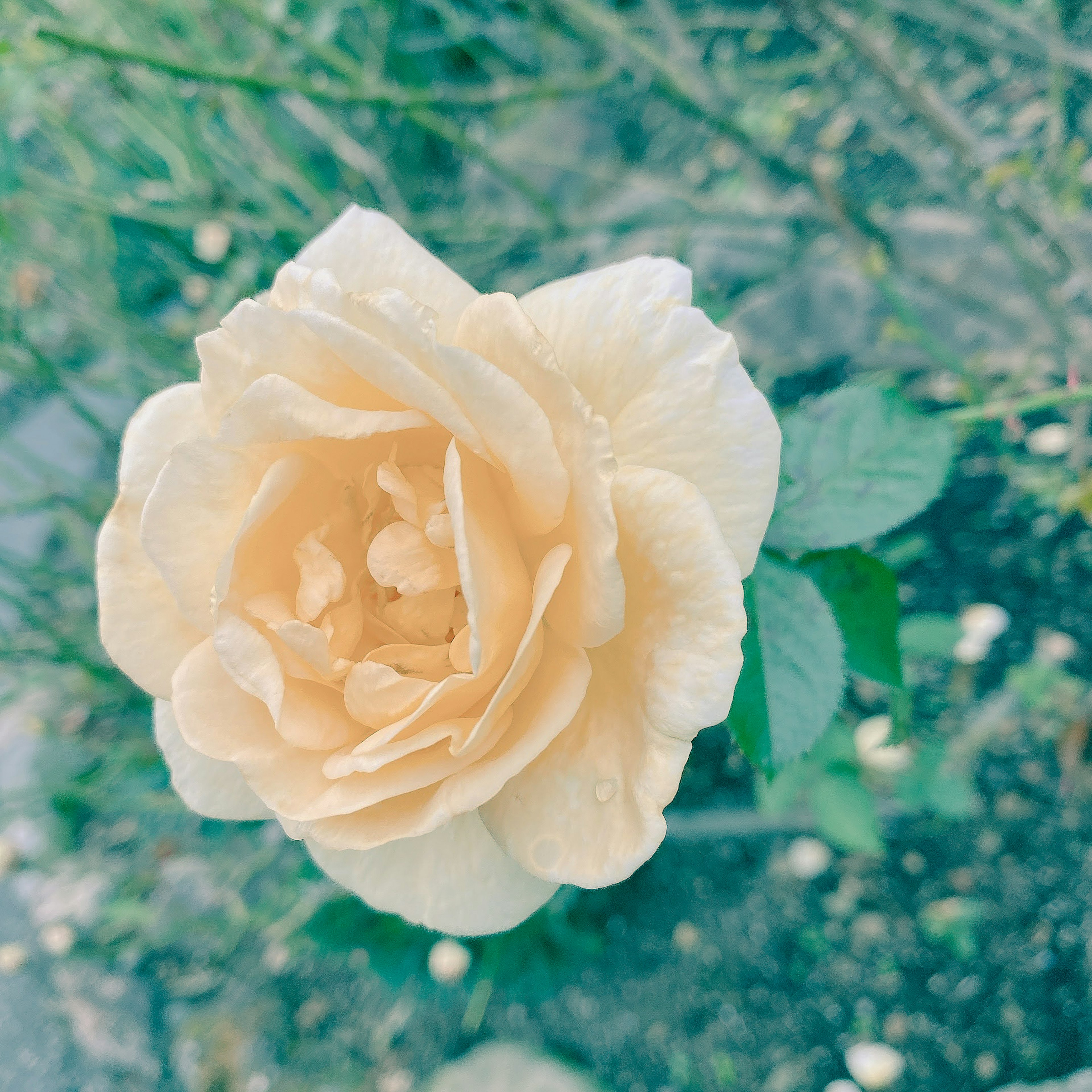 Una rosa gialla pallido in fiore con gocce di rugiada